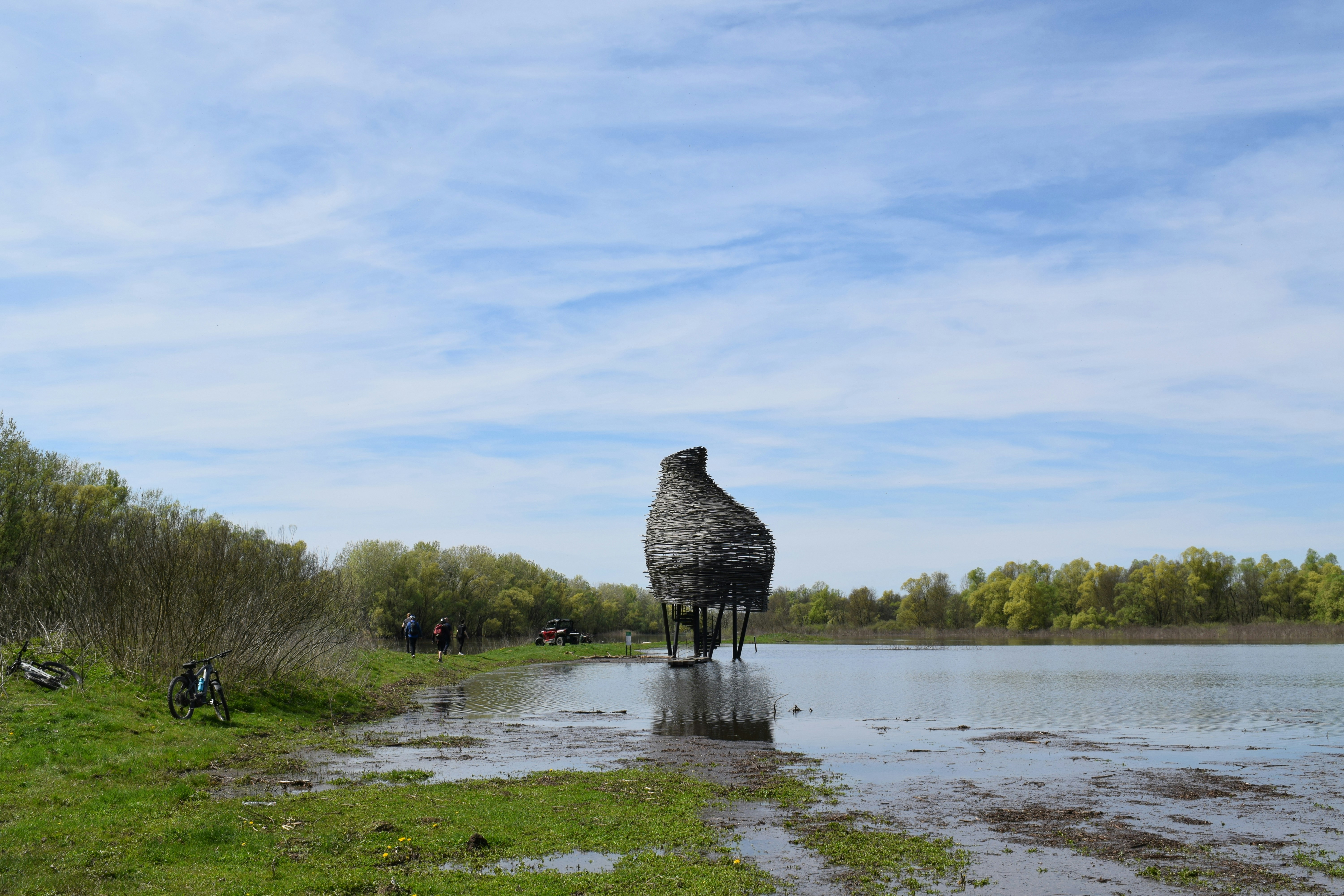 A large bird stands in shallow water near trees.
