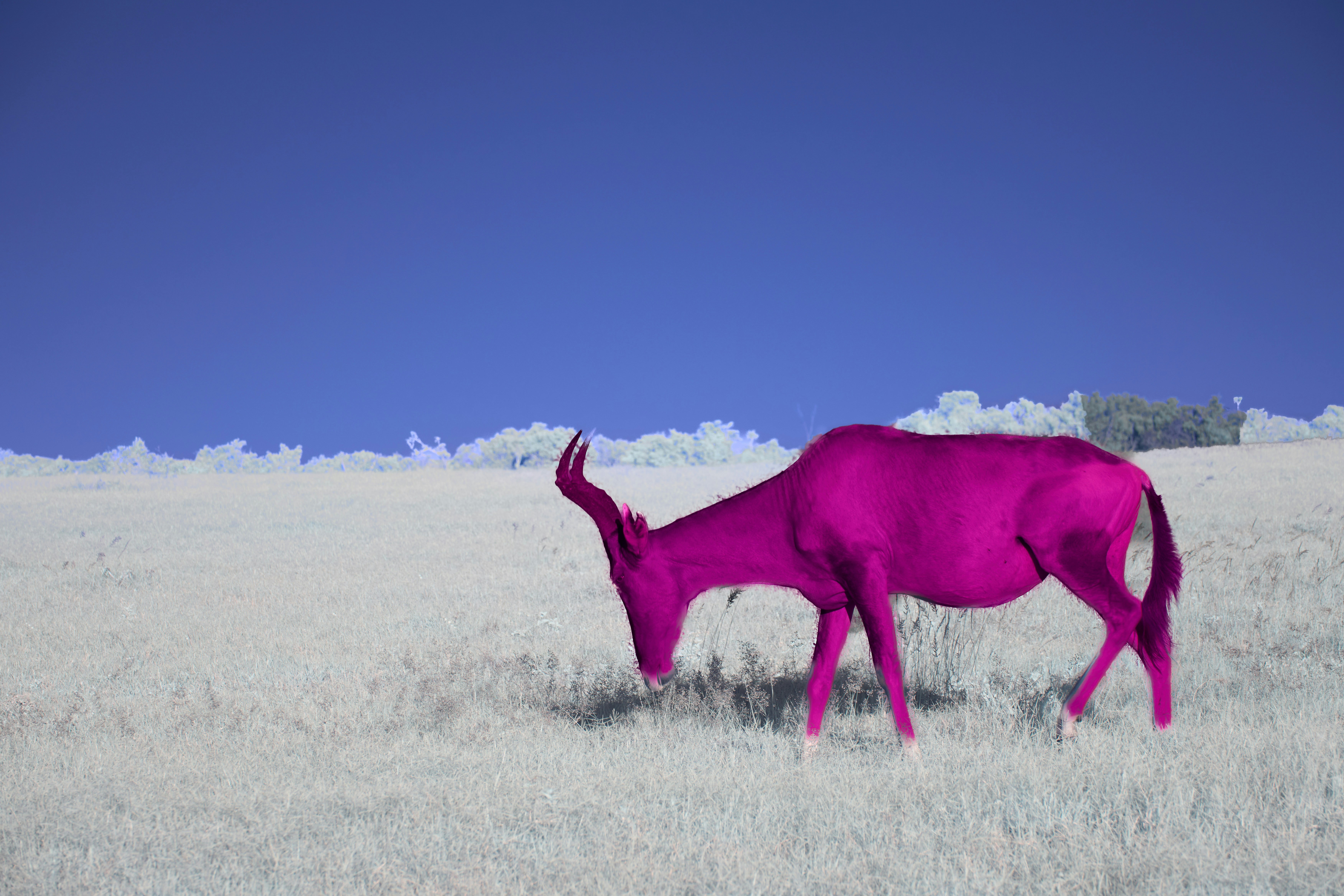 Une antilope rose vif broute dans un champ.