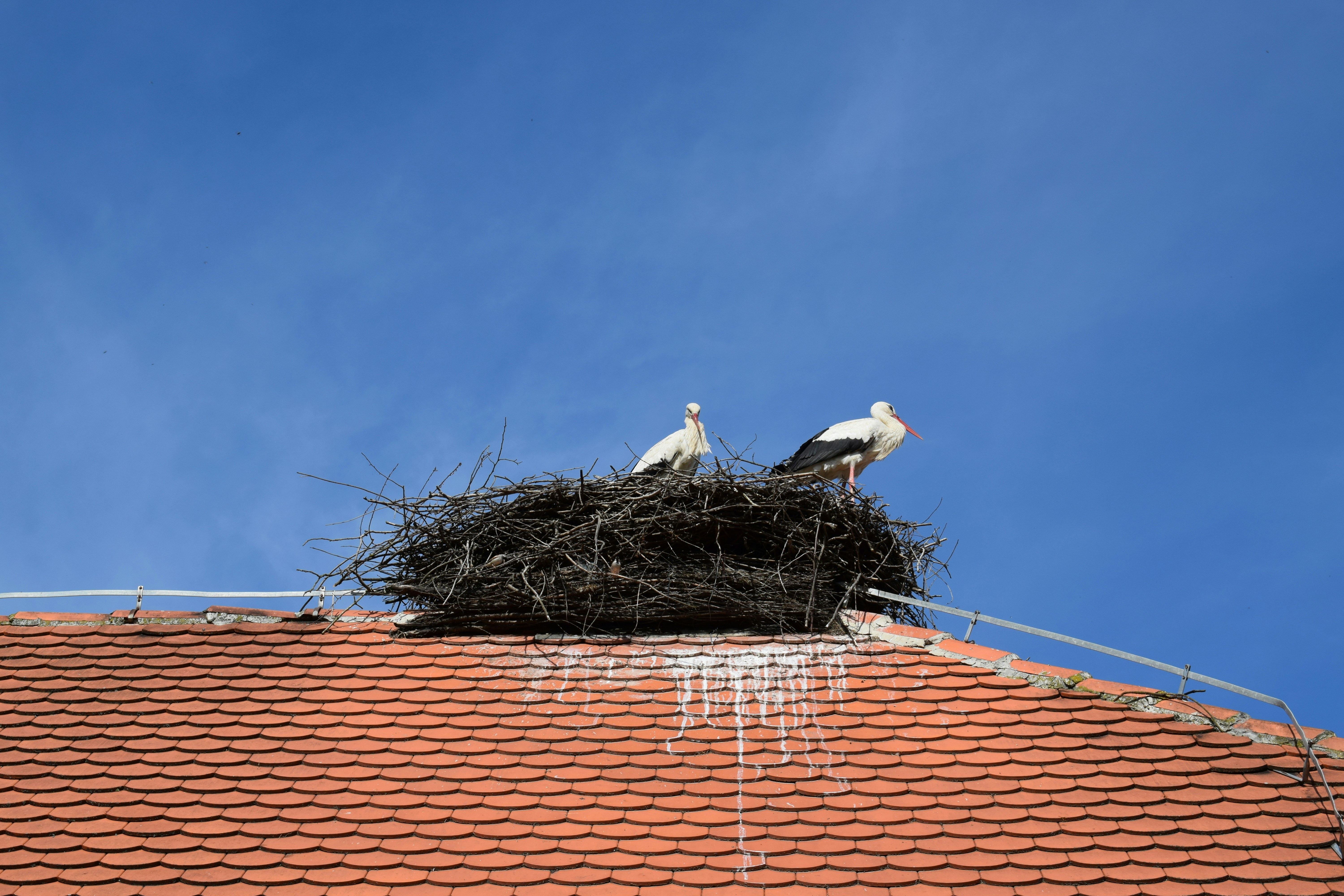 Two storks stand in a nest on a rooftop.