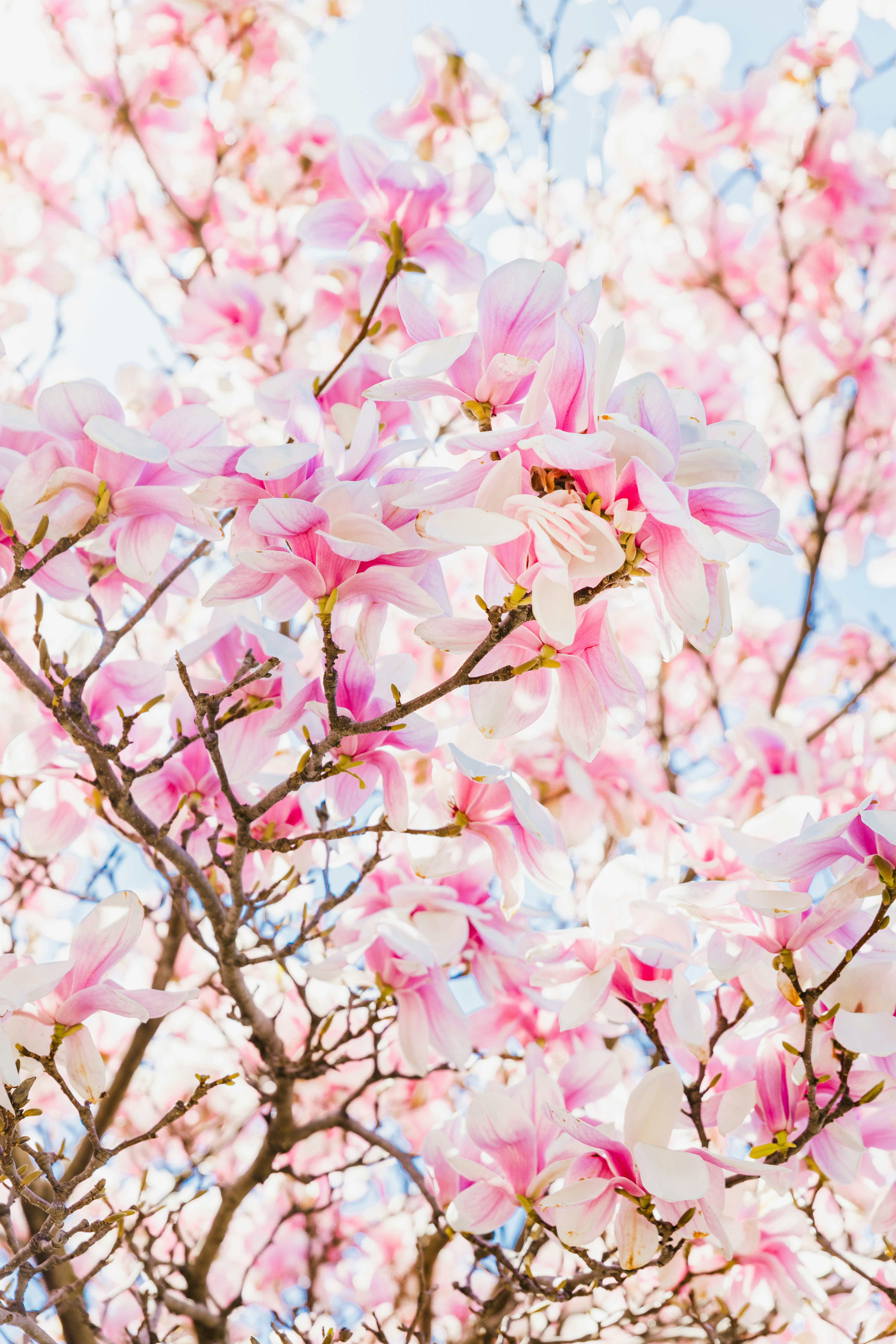 Pink magnolia blossoms on branches against a bright sky.
