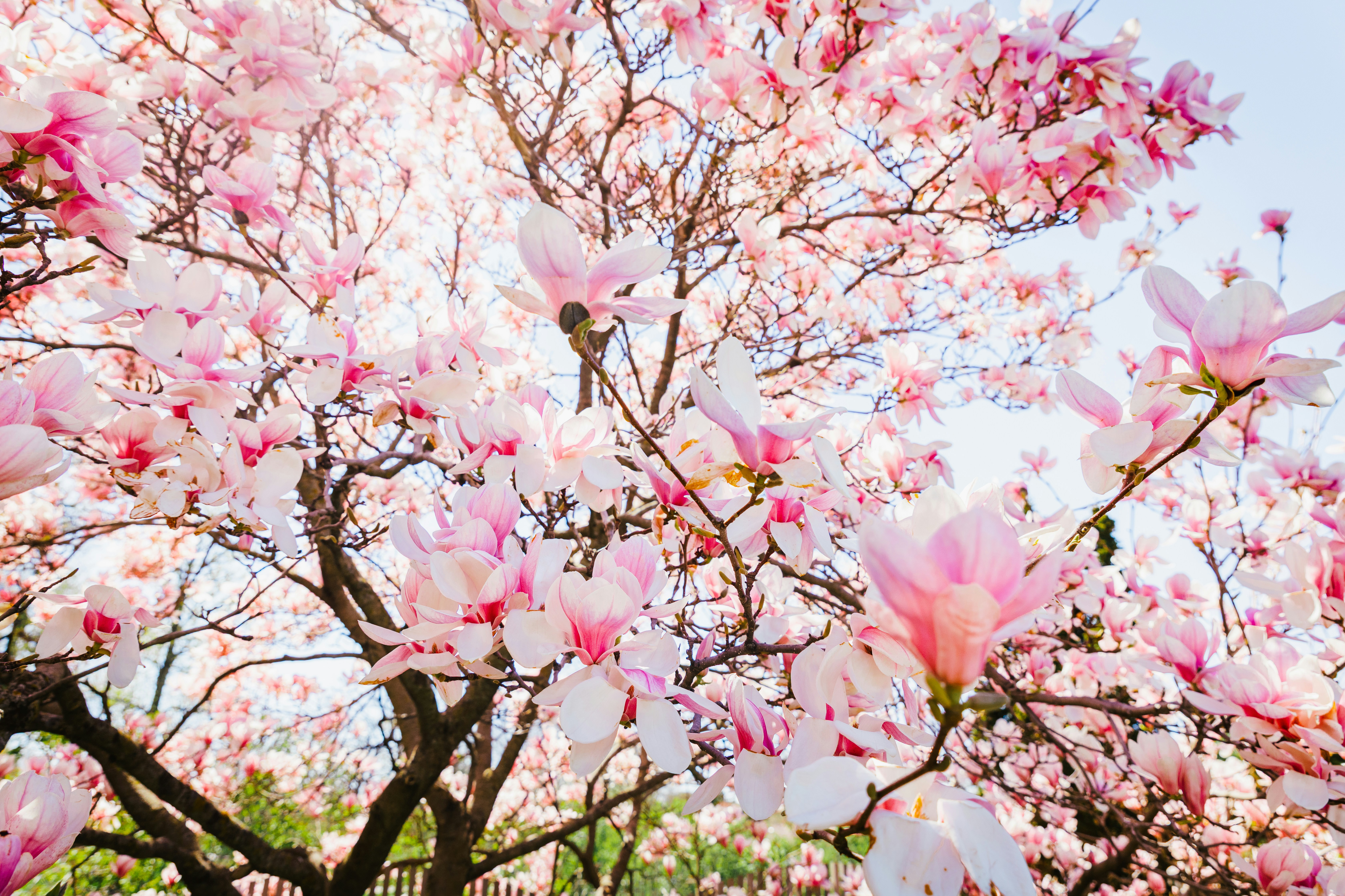 Pink magnolia blossoms against a bright sky