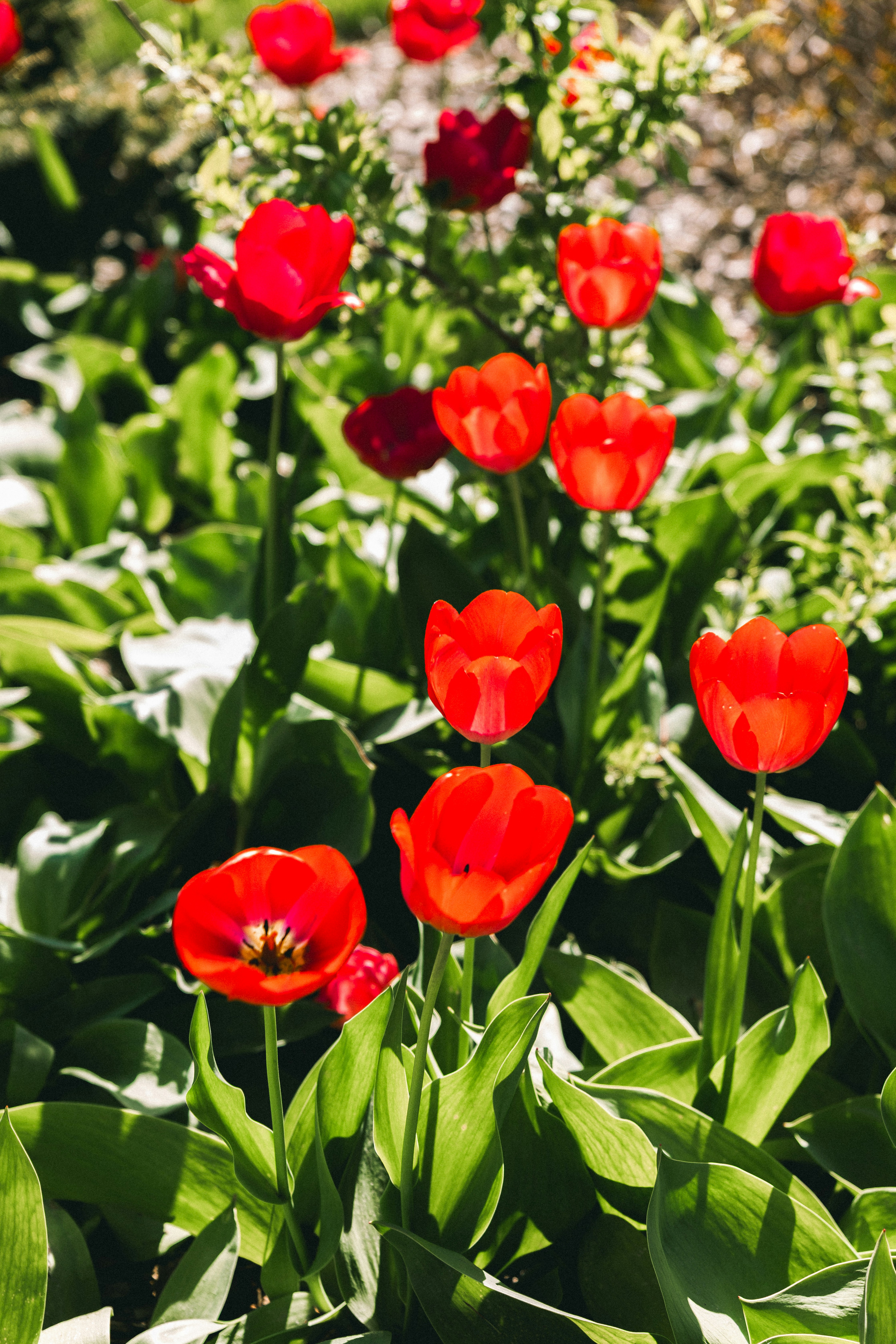A bed of bright red tulips blooming in sunlight.
