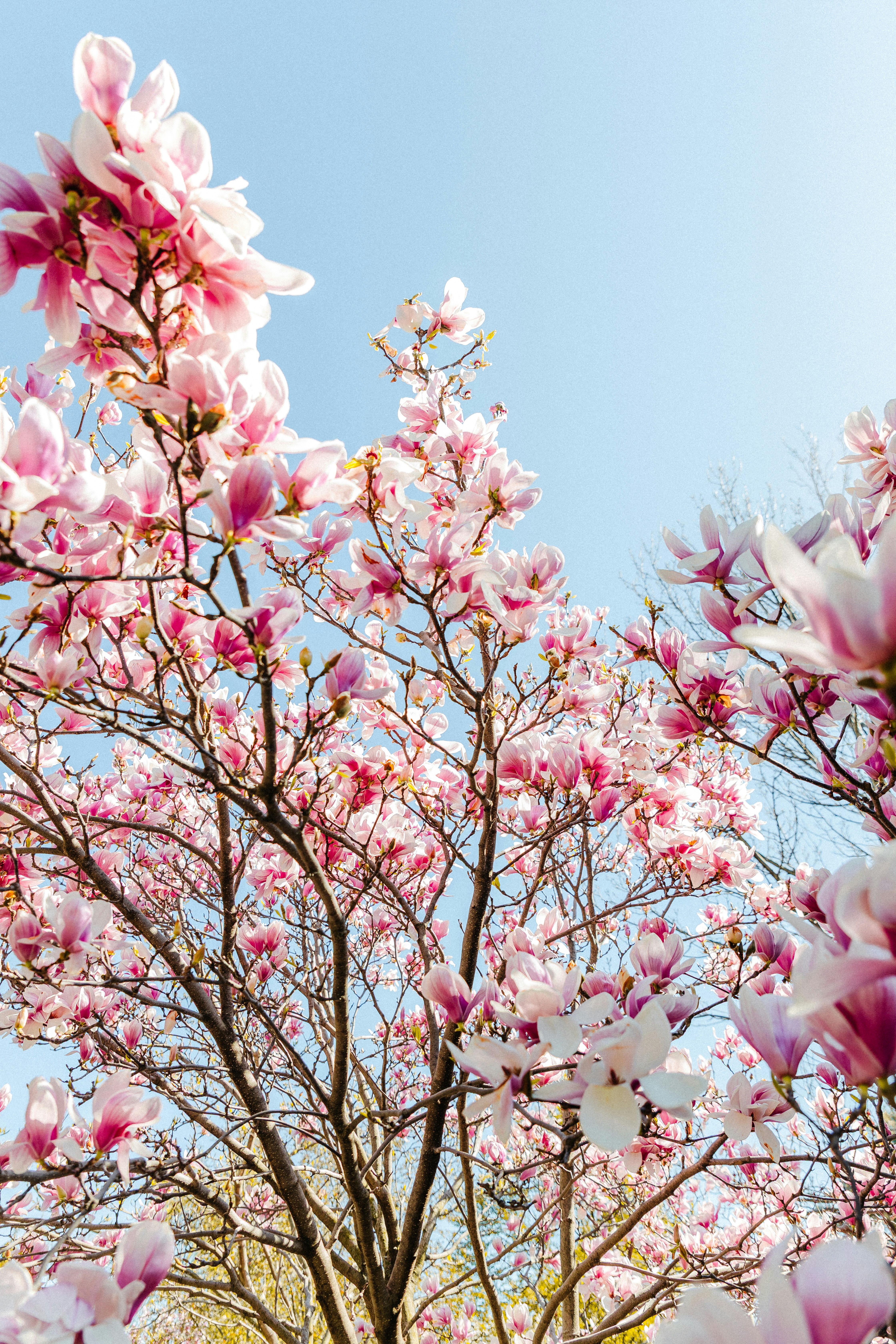 Pink magnolia blossoms against a clear blue sky.