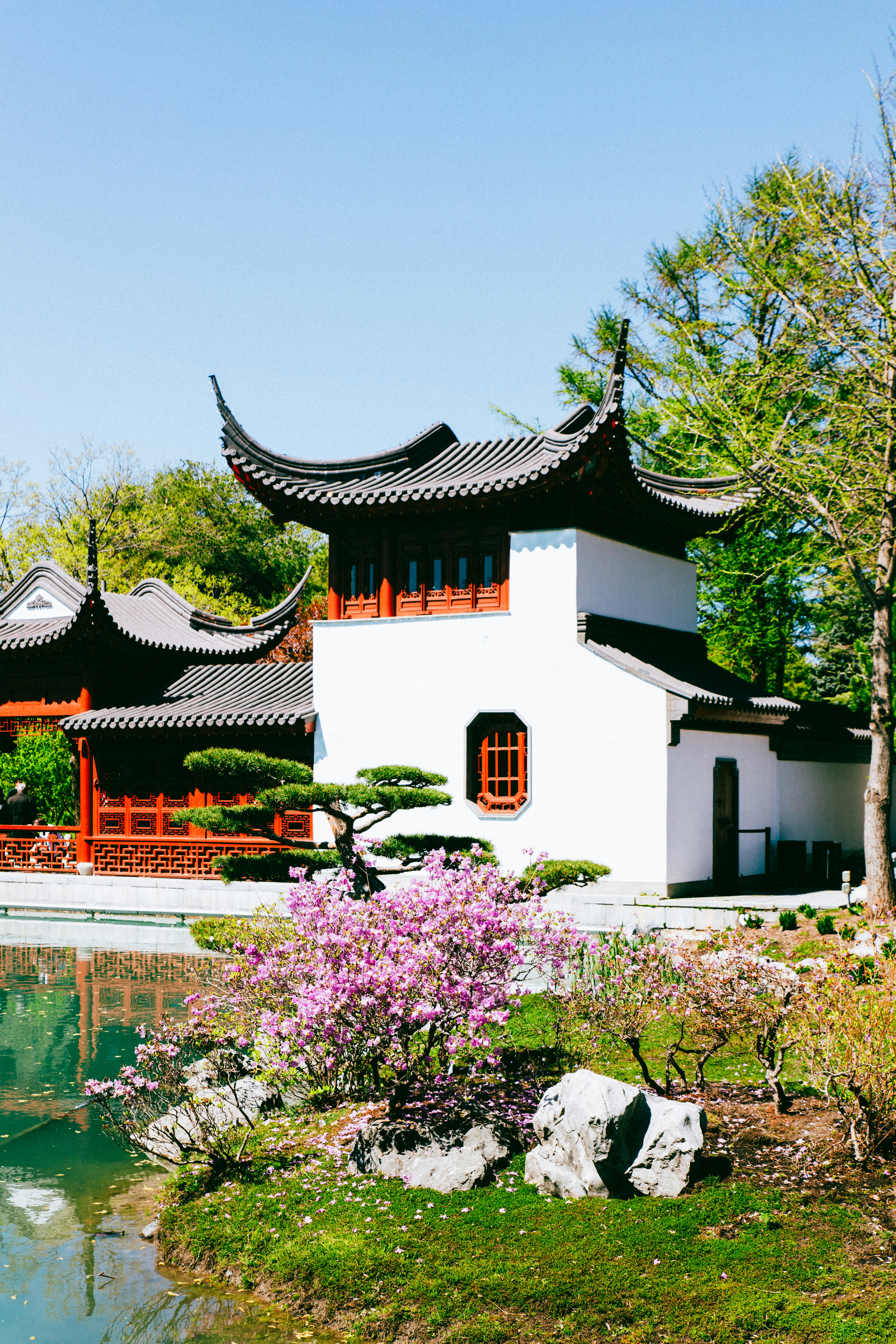Traditional chinese garden with flowering trees and pond.