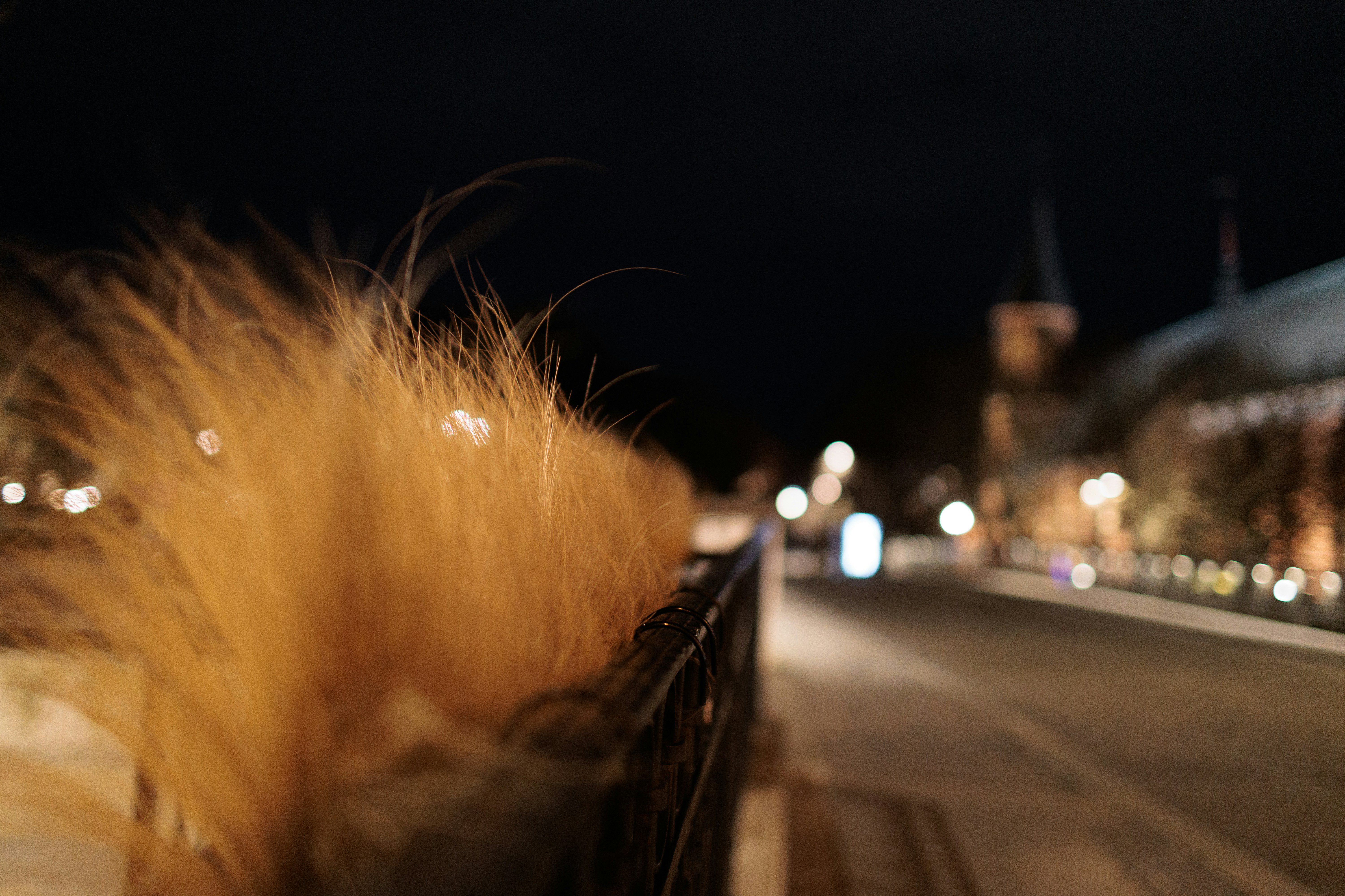 Trockenes Gras weht nachts im Wind