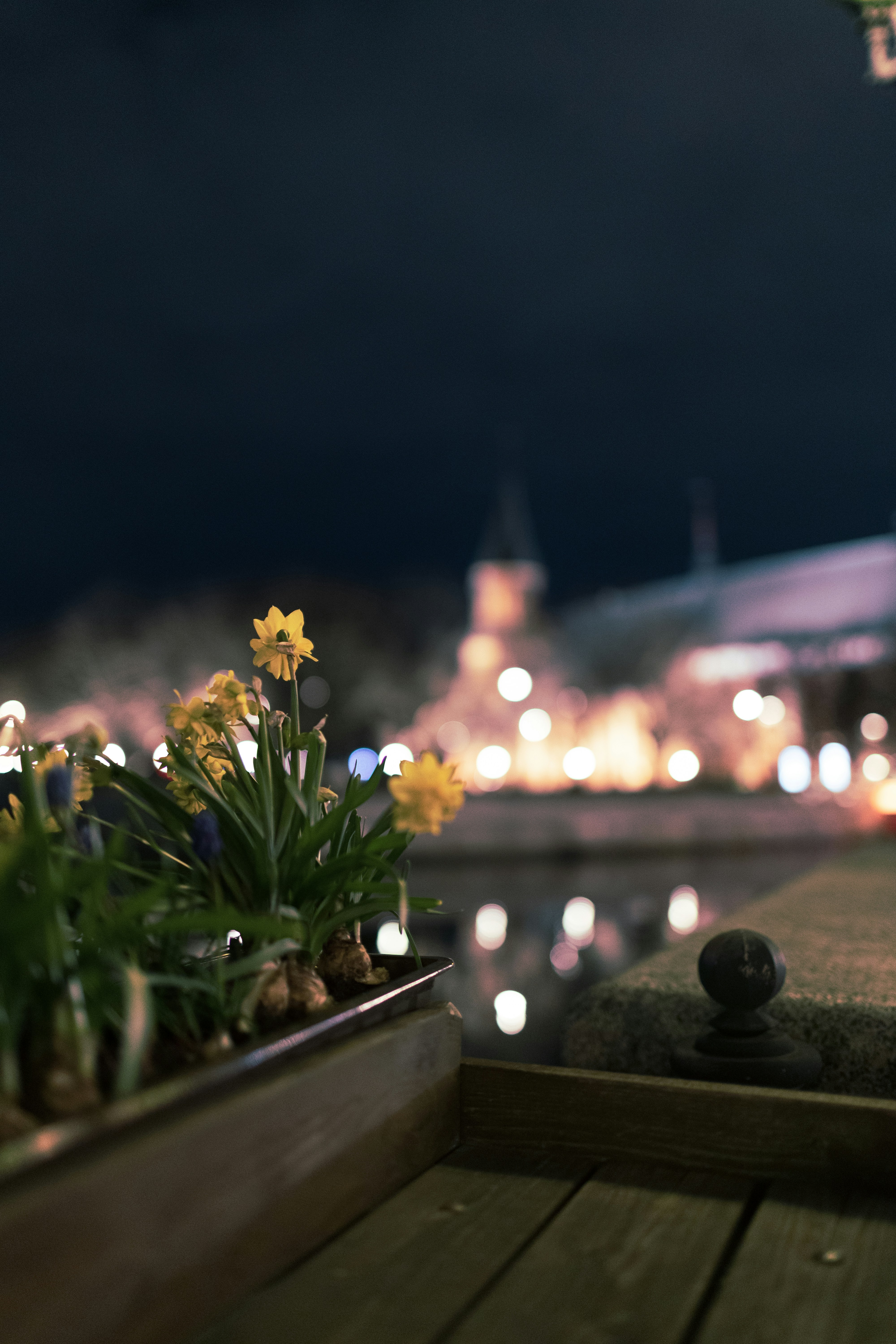 Gelbe Blumen in einem Pflanzgefäß nachts mit Stadtlichtern.
