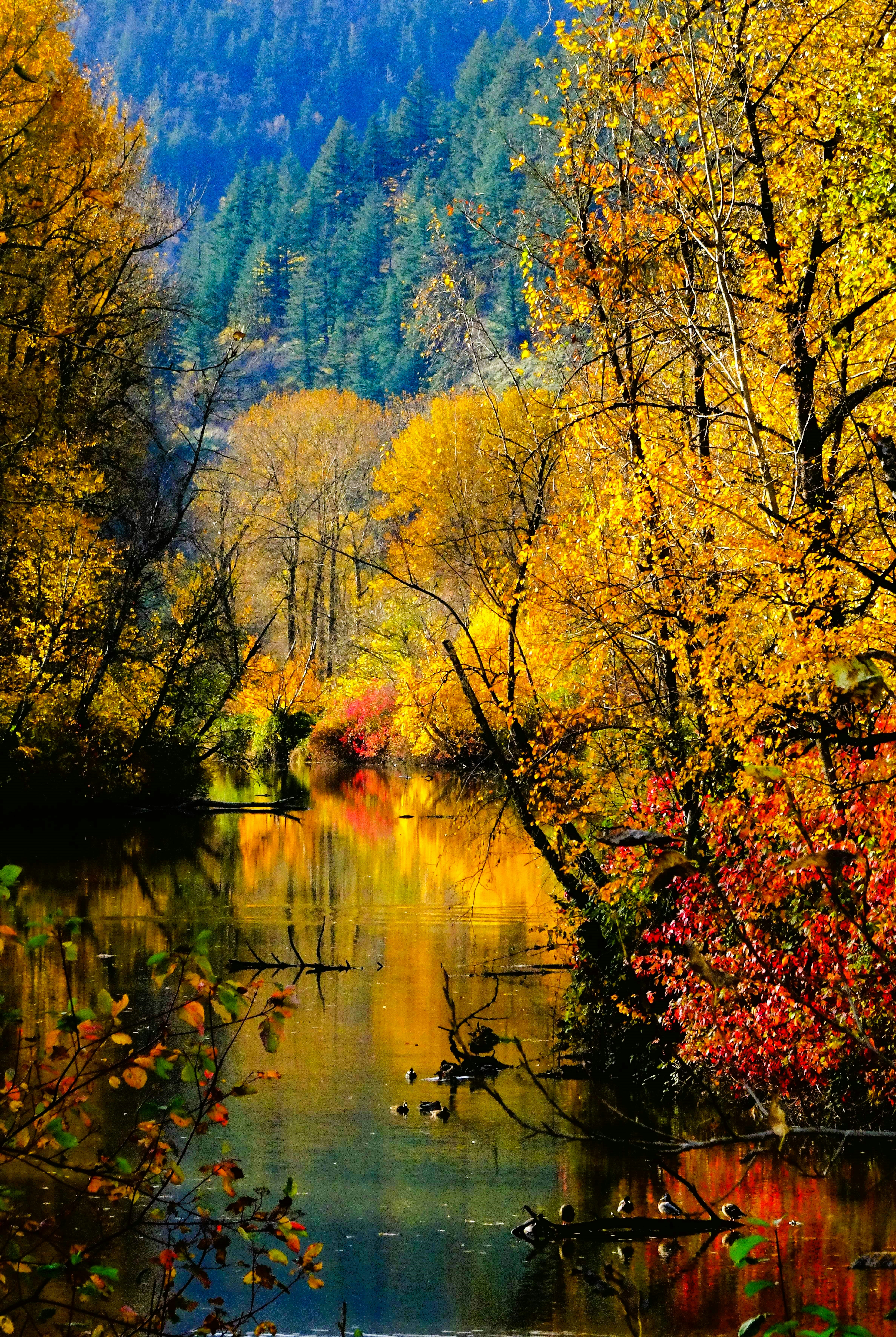 Autumn trees reflecting in a calm river photo – Free Forest Image on ...