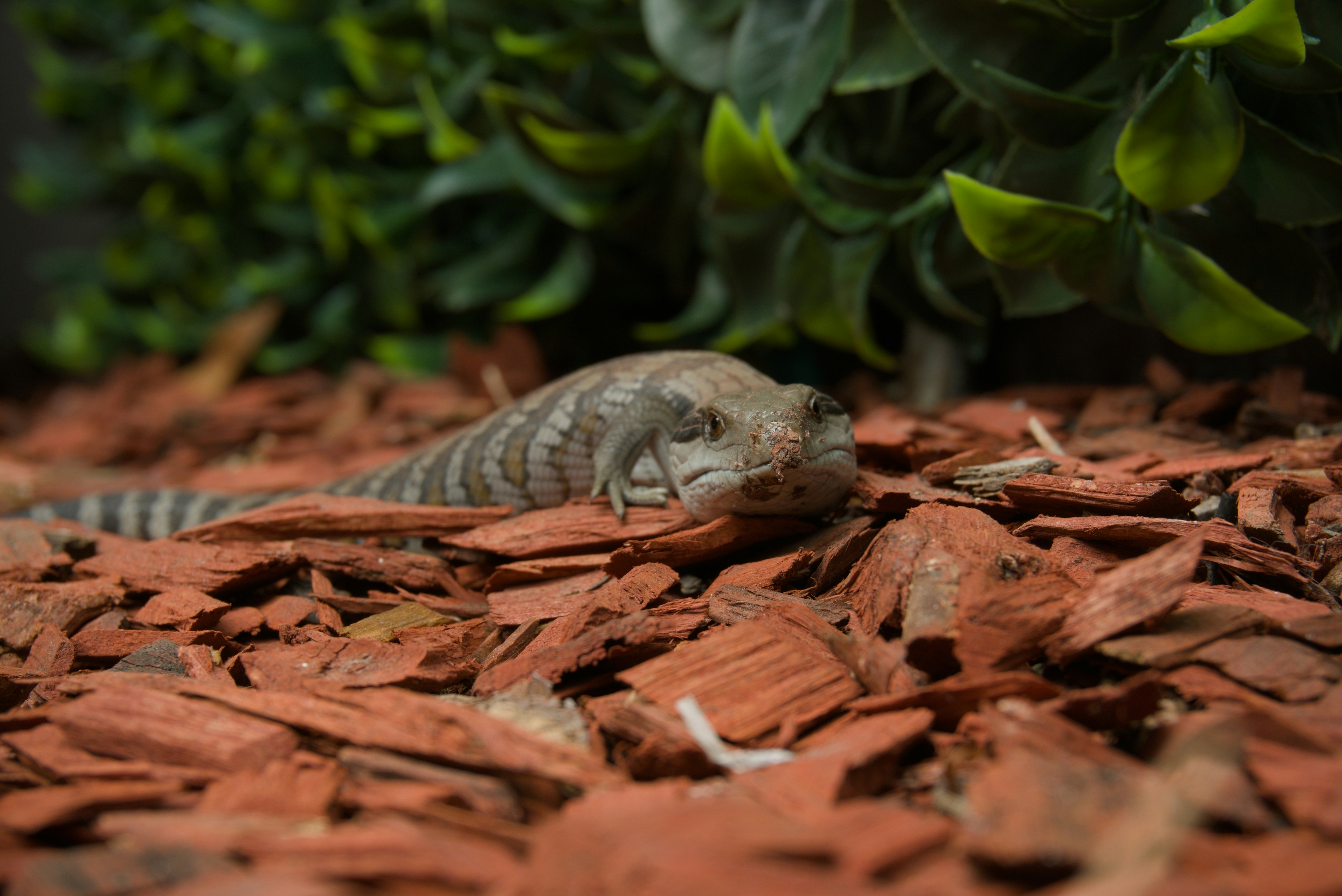 A lizard with striped skin rests on wood chips.