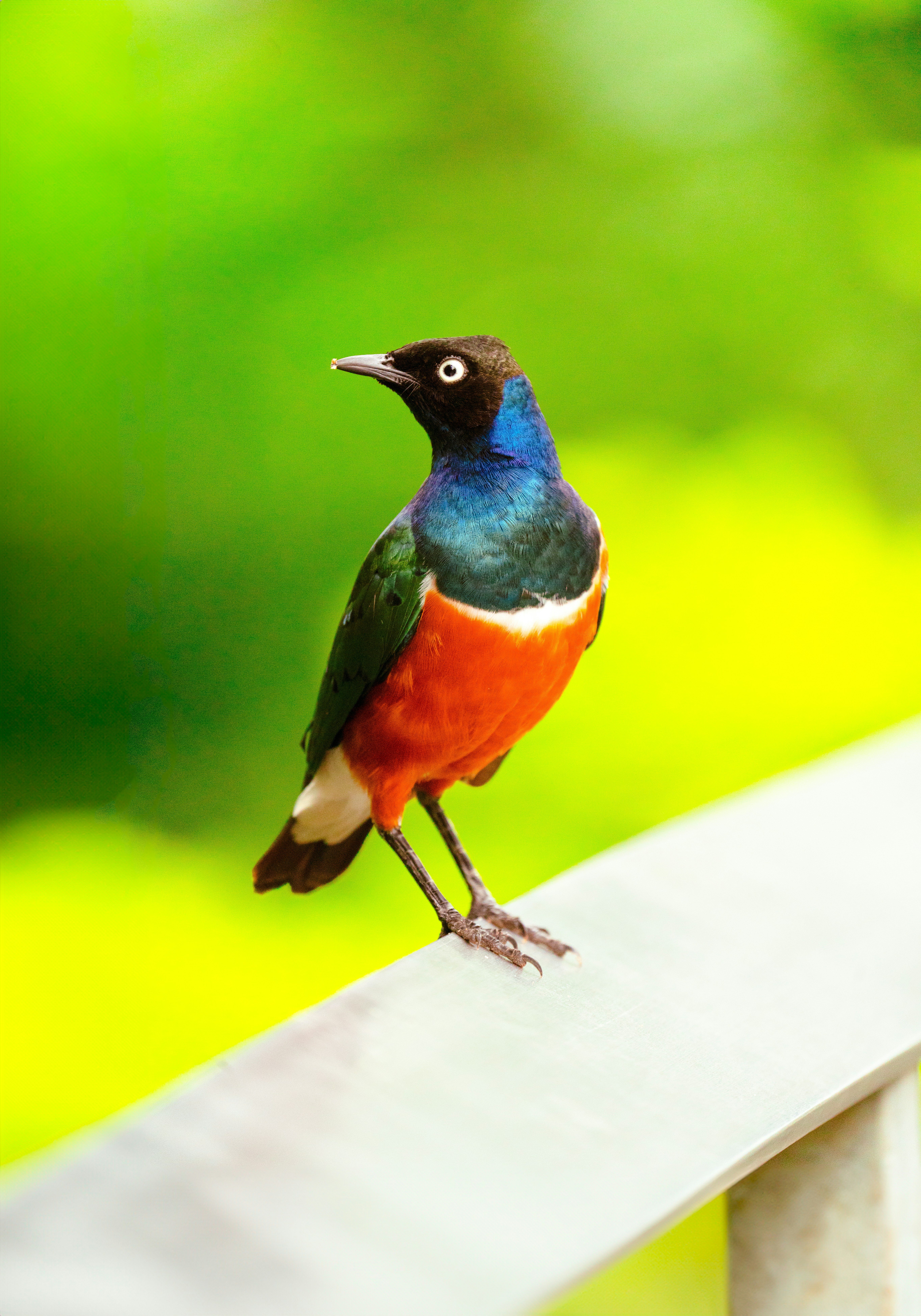 Un étourneau coloré perché sur une rambarde.