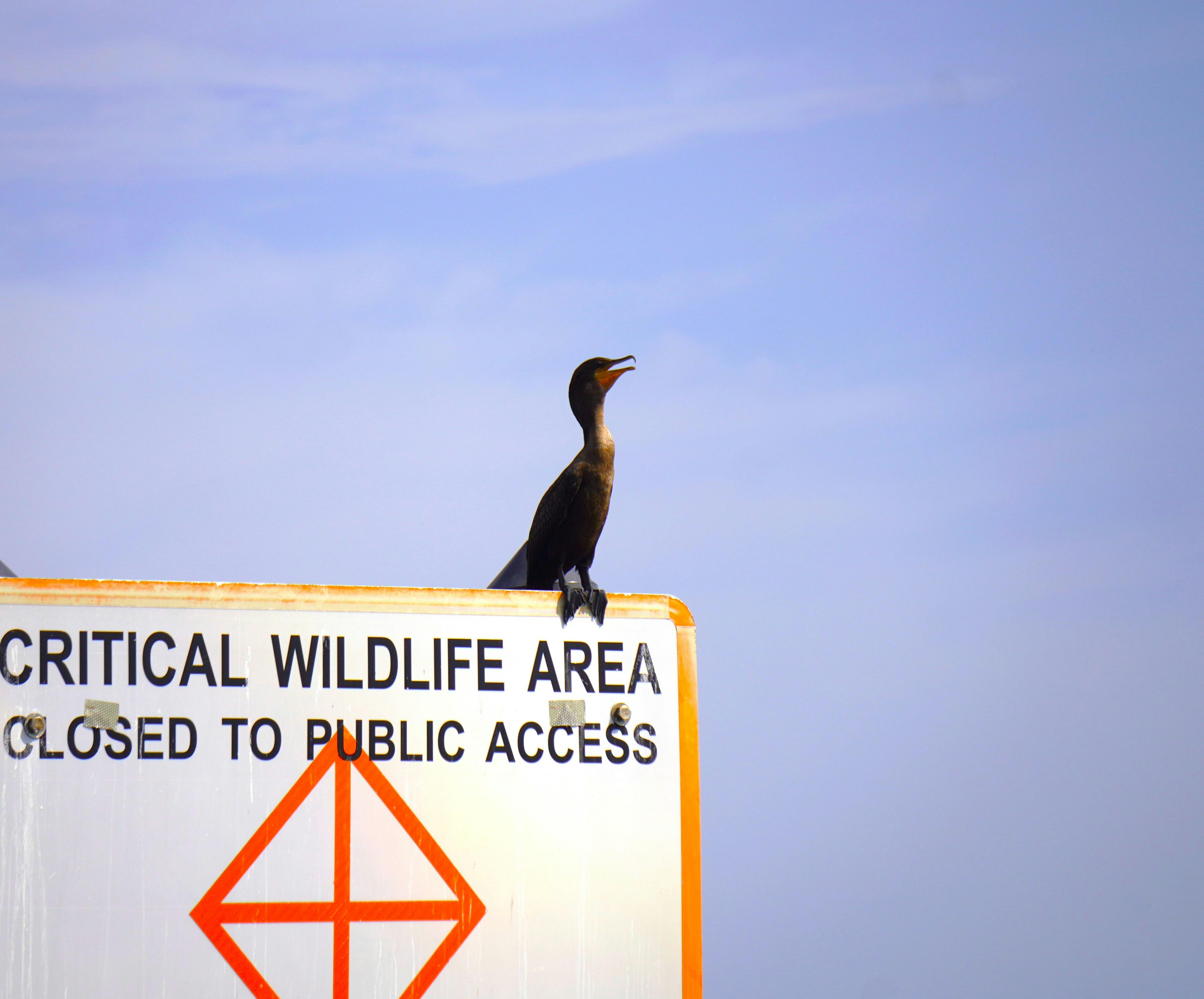 Double crested cormorant (Nannopterium auritum)