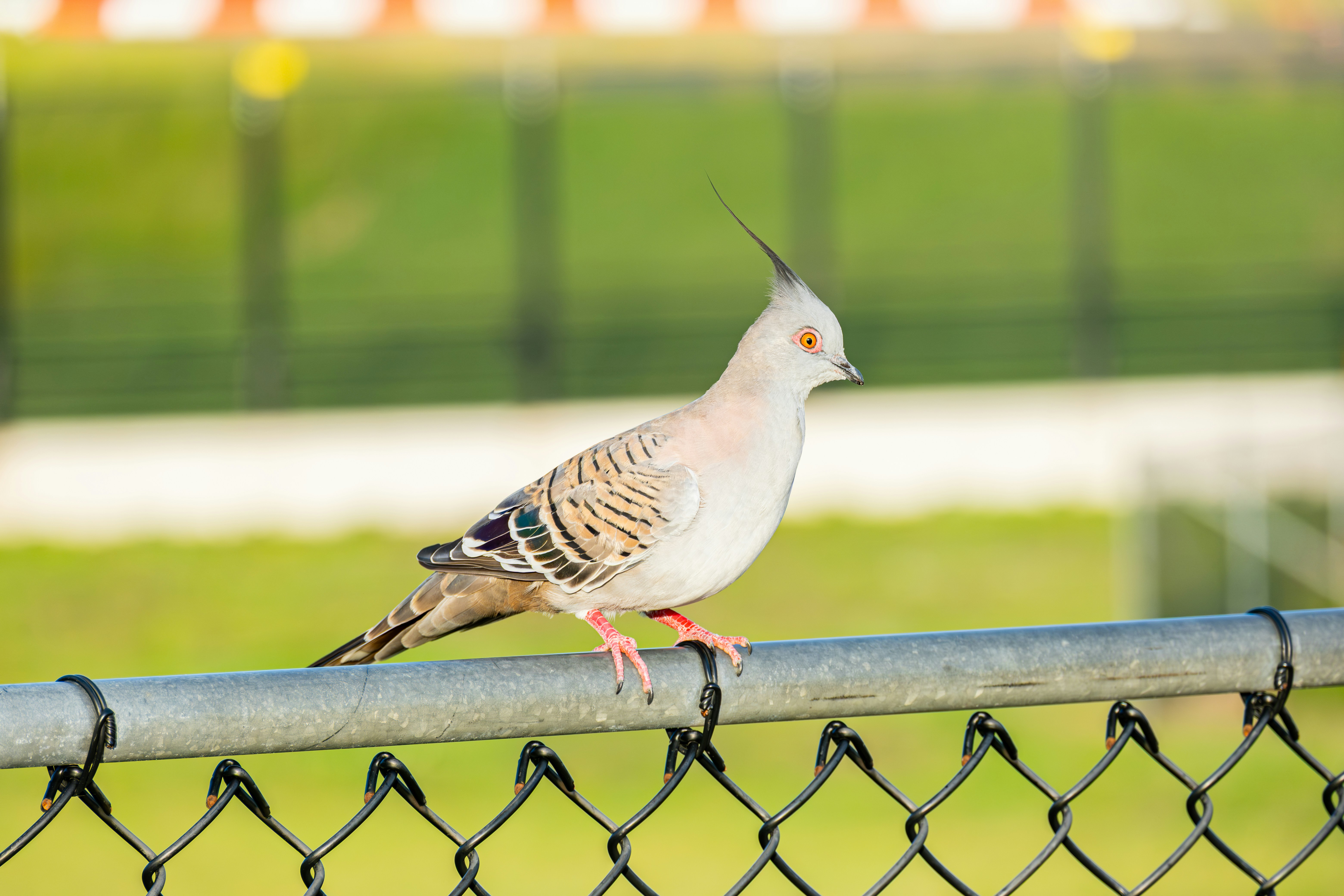 A Crested pigeon perches on a metal fence, showing its distinctive upright crest and patterned wings. The bird’s orange eye and pink legs stand out against a soft green background, with a blurred field and fencing behind it.