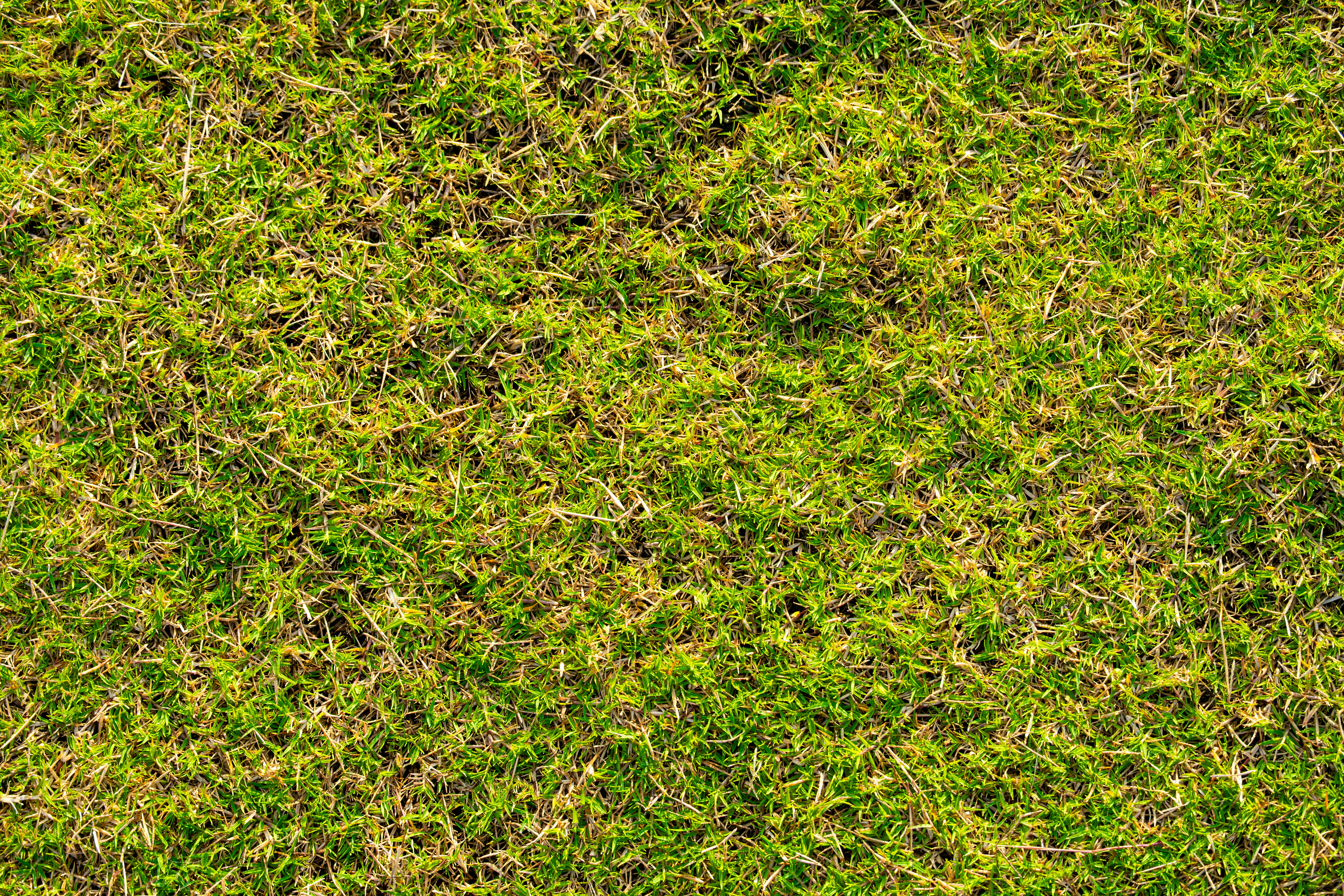patchy lawn