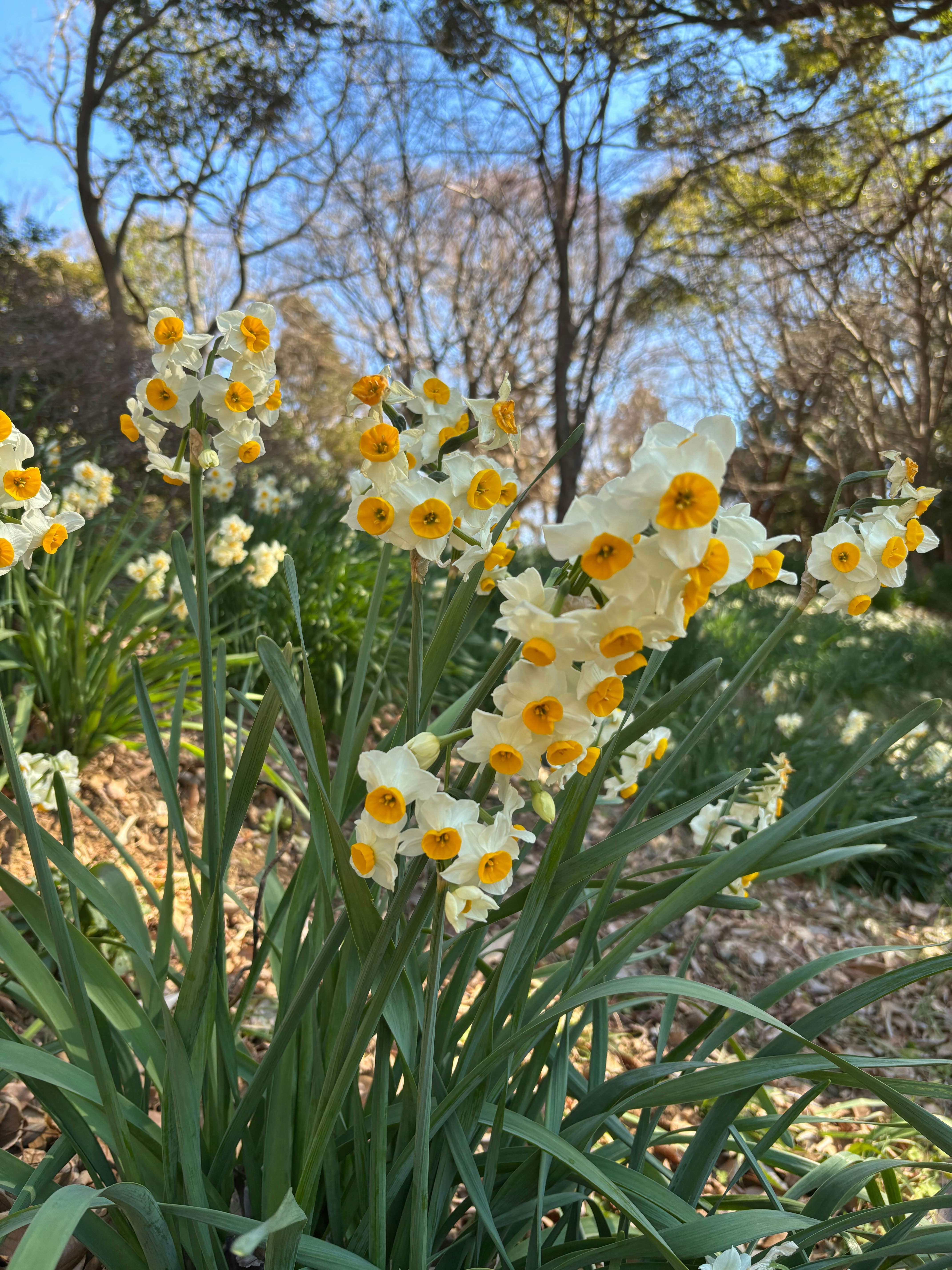 Cluster of white and yellow daffodils blooming in sunlight - Free Photo ...