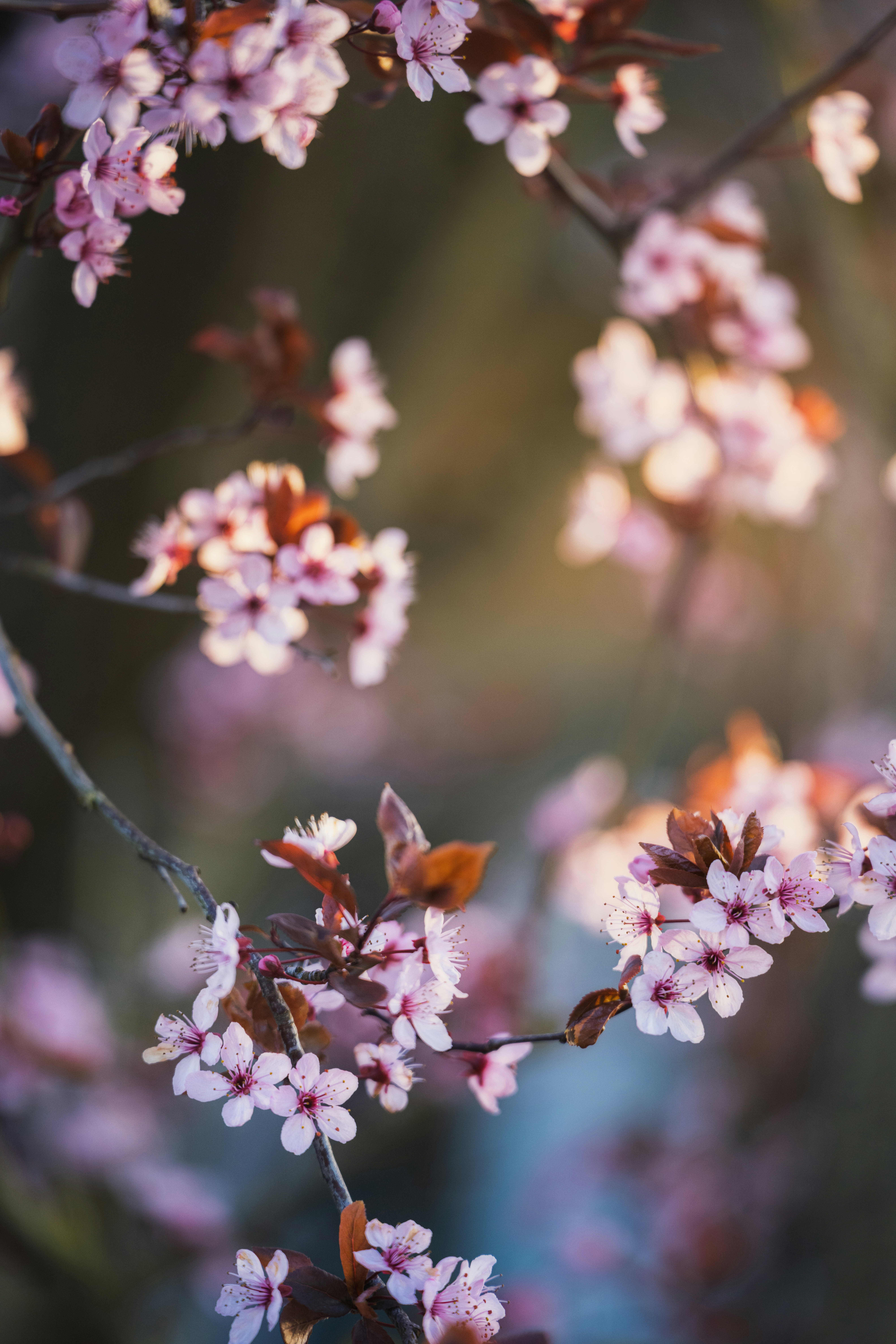 Zarte rosa Blüten auf einem Ast