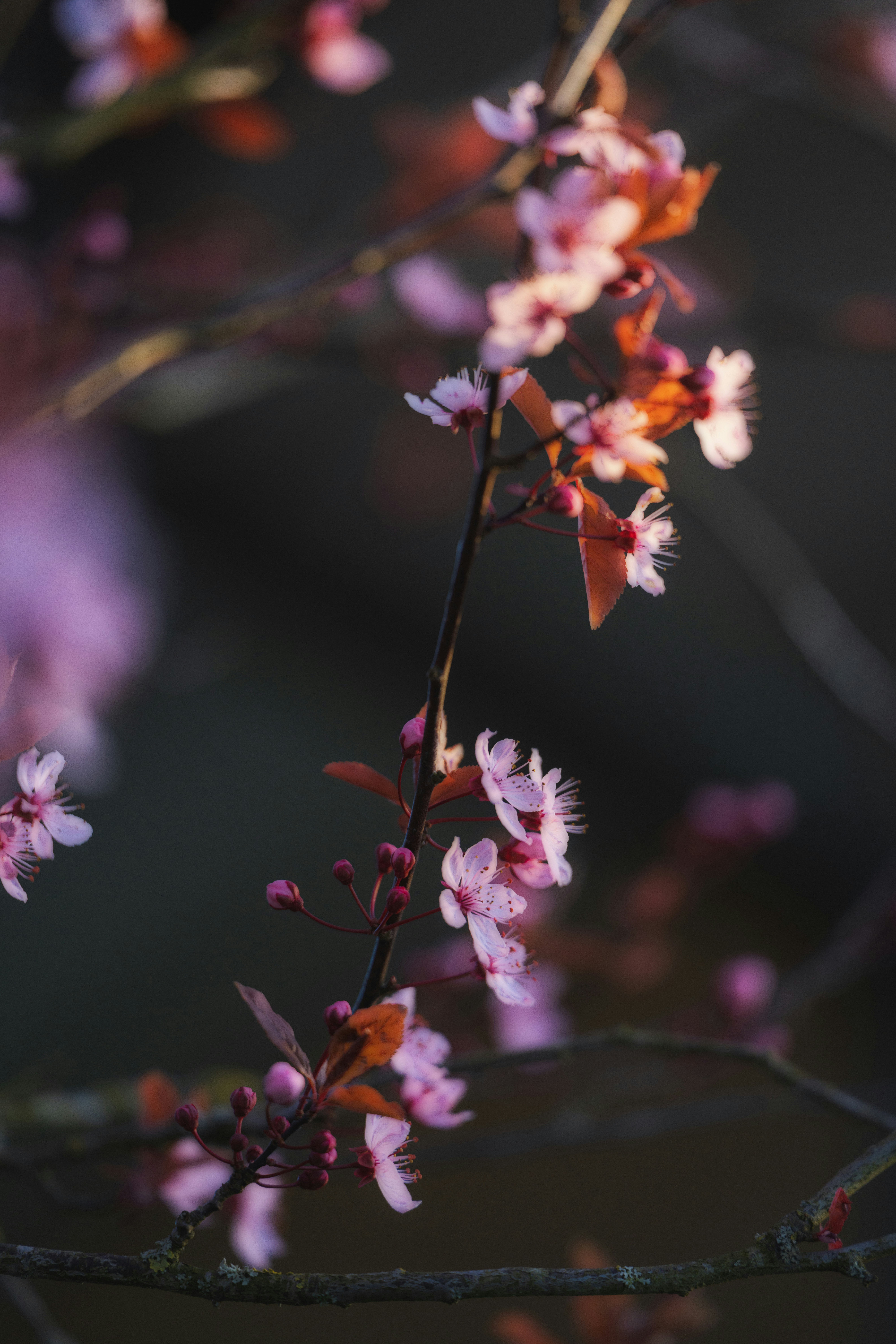 Zarte rosa Kirschblüten blühen auf dunklem Hintergrund.