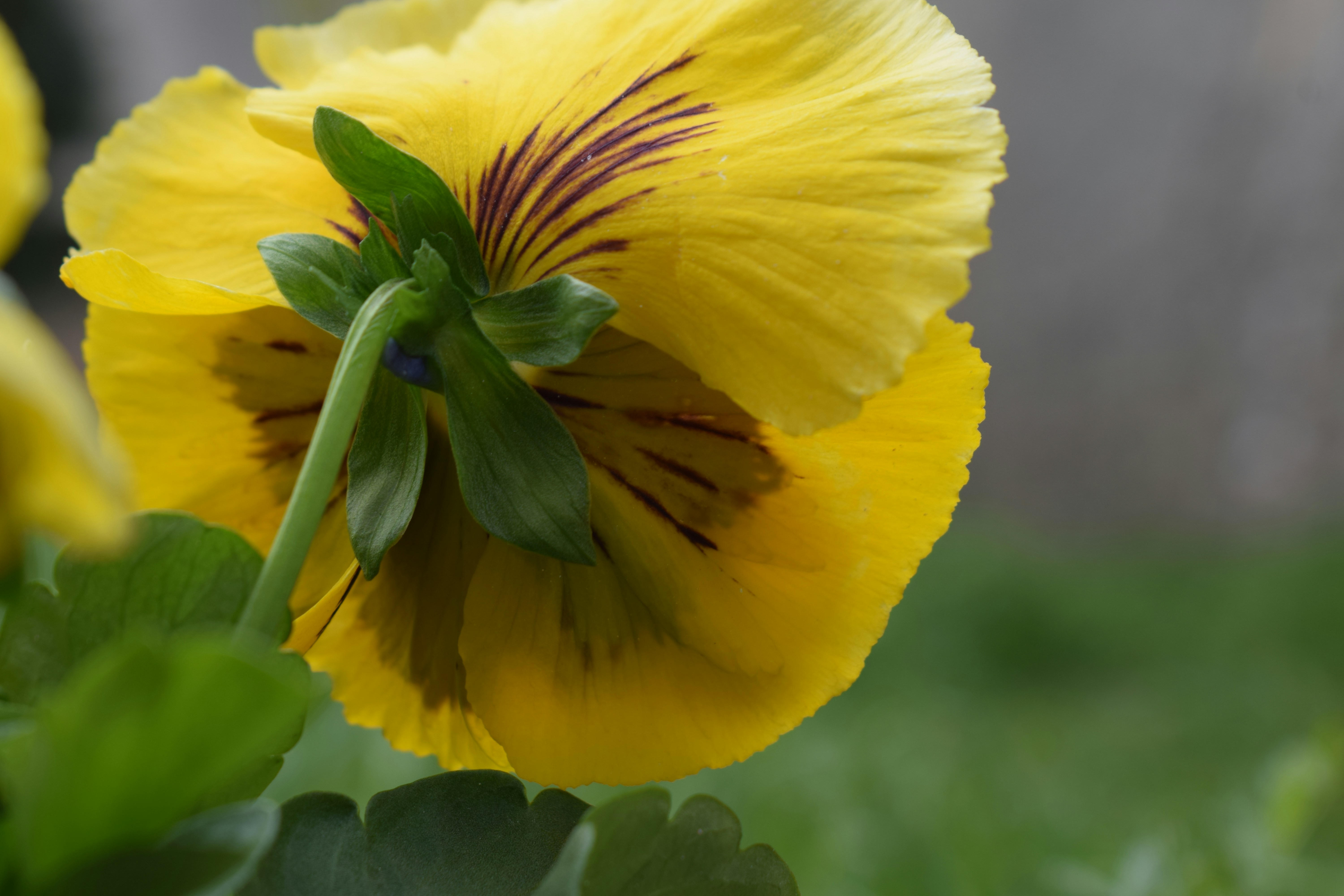 Flor amarilla de pensamiento con rayas oscuras