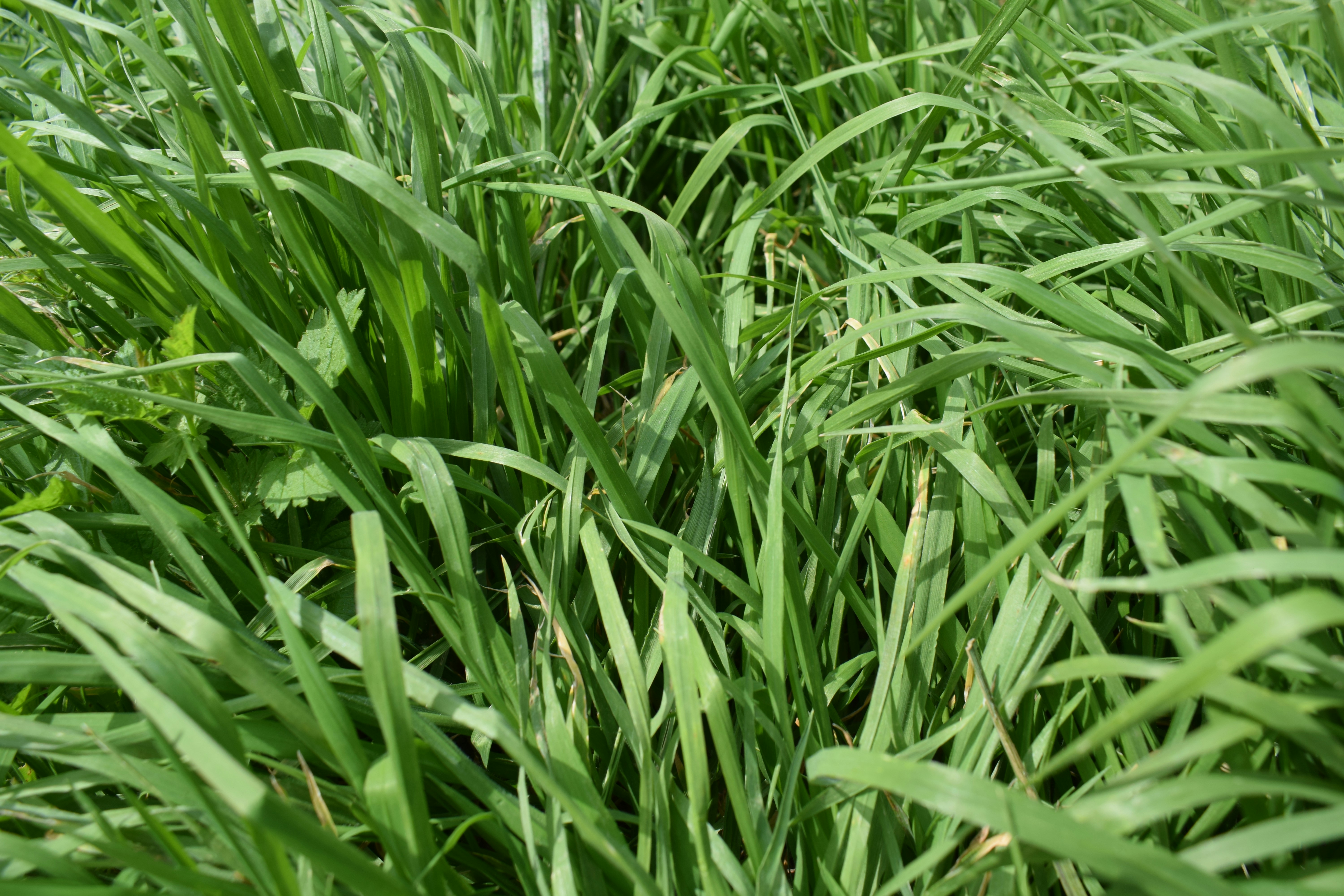 Césped verde y frondoso con algunas malas hierbas de fondo