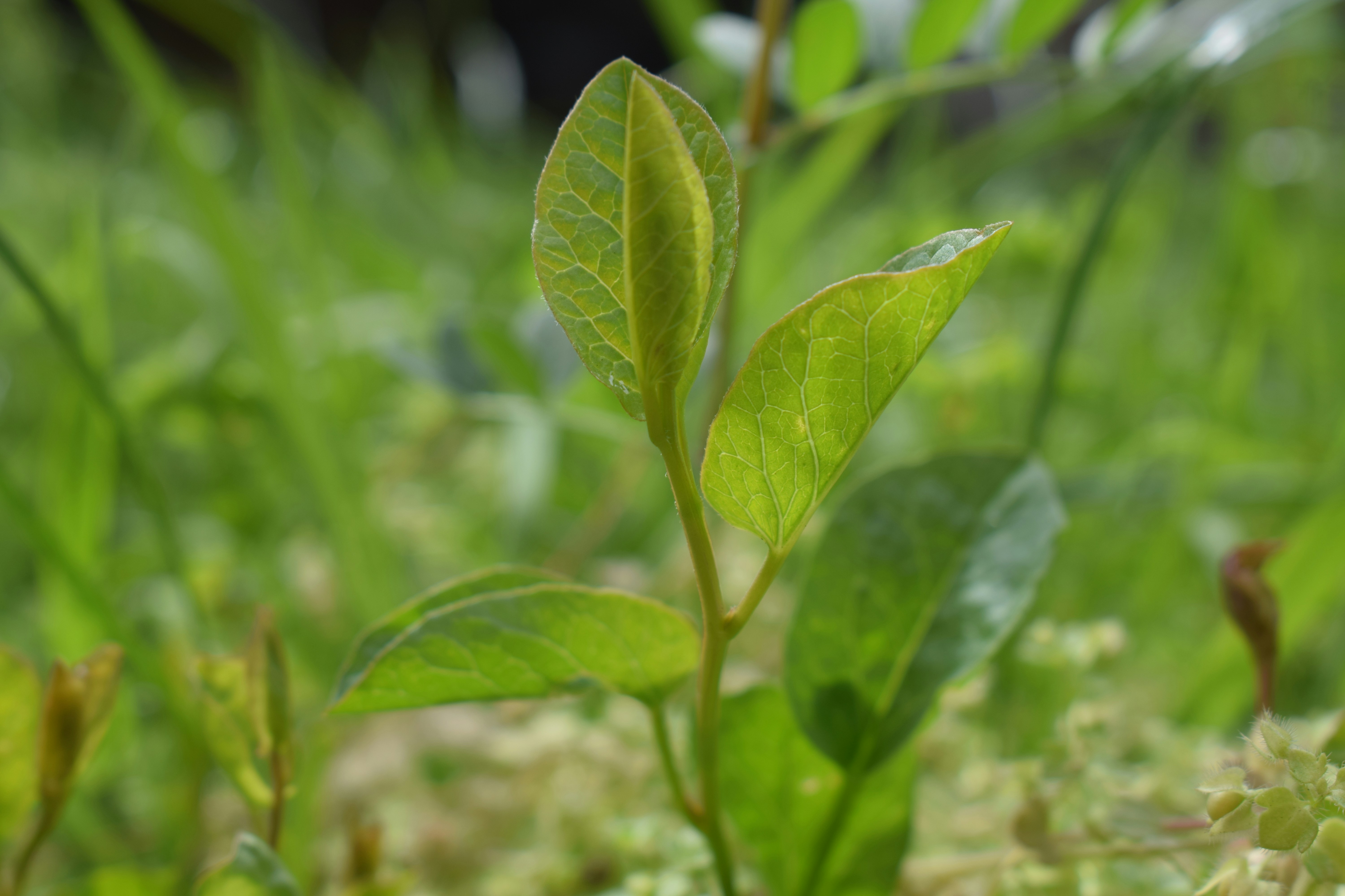 Hojas verdes de una planta joven en crecimiento