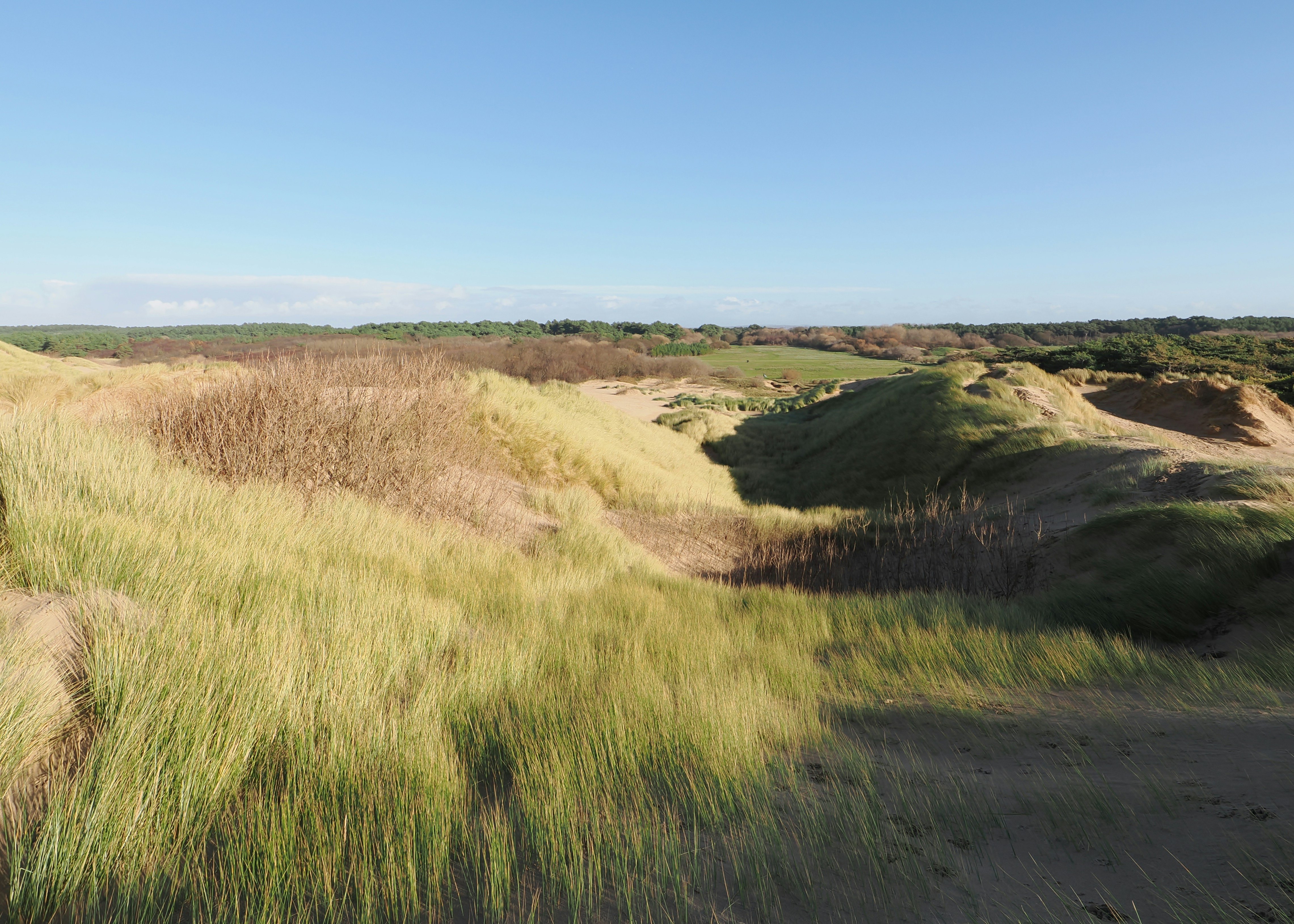 Grassy sand dunes under a clear blue sky 풍경 사진