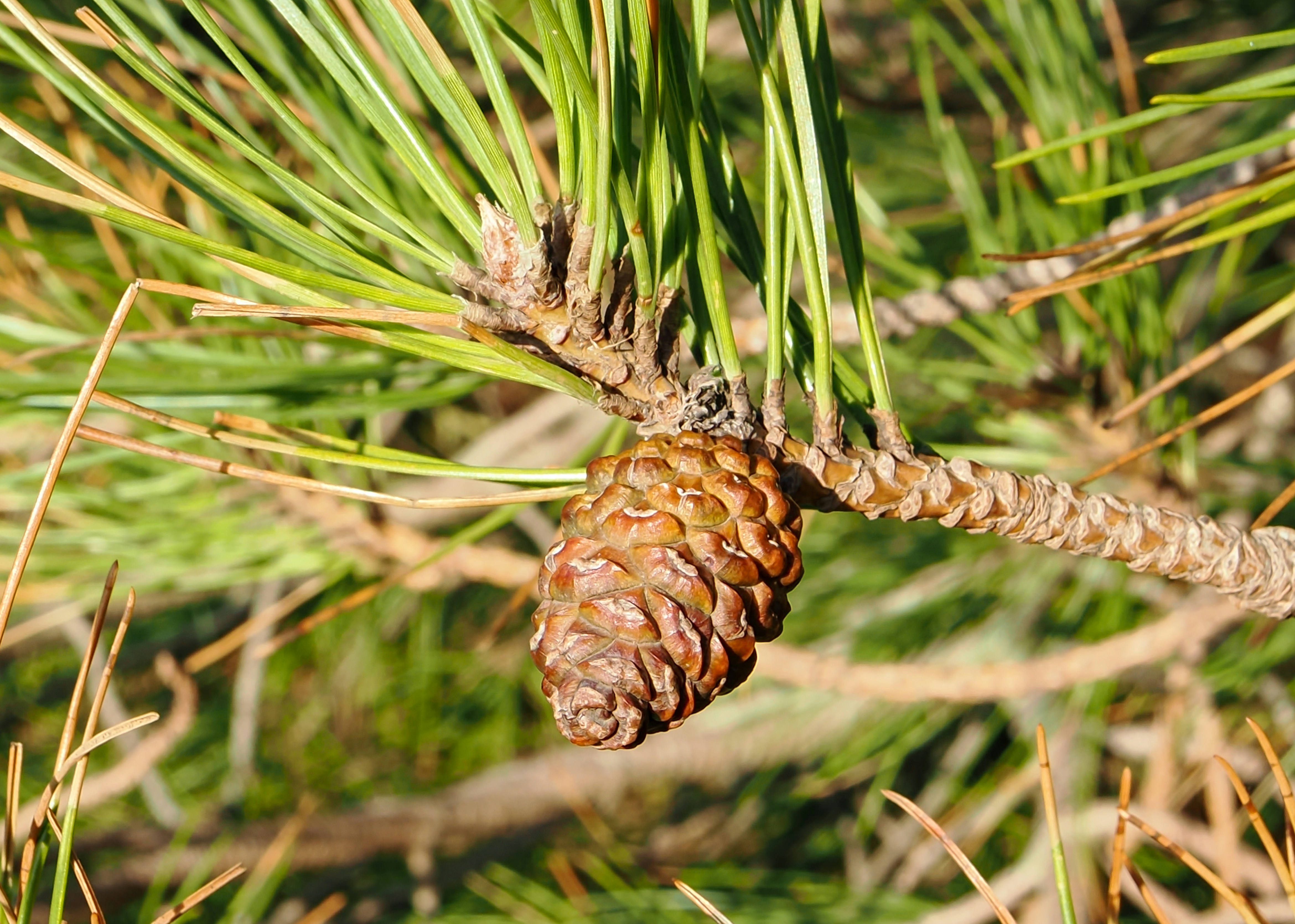 Una pequeña piña cuelga de una rama.