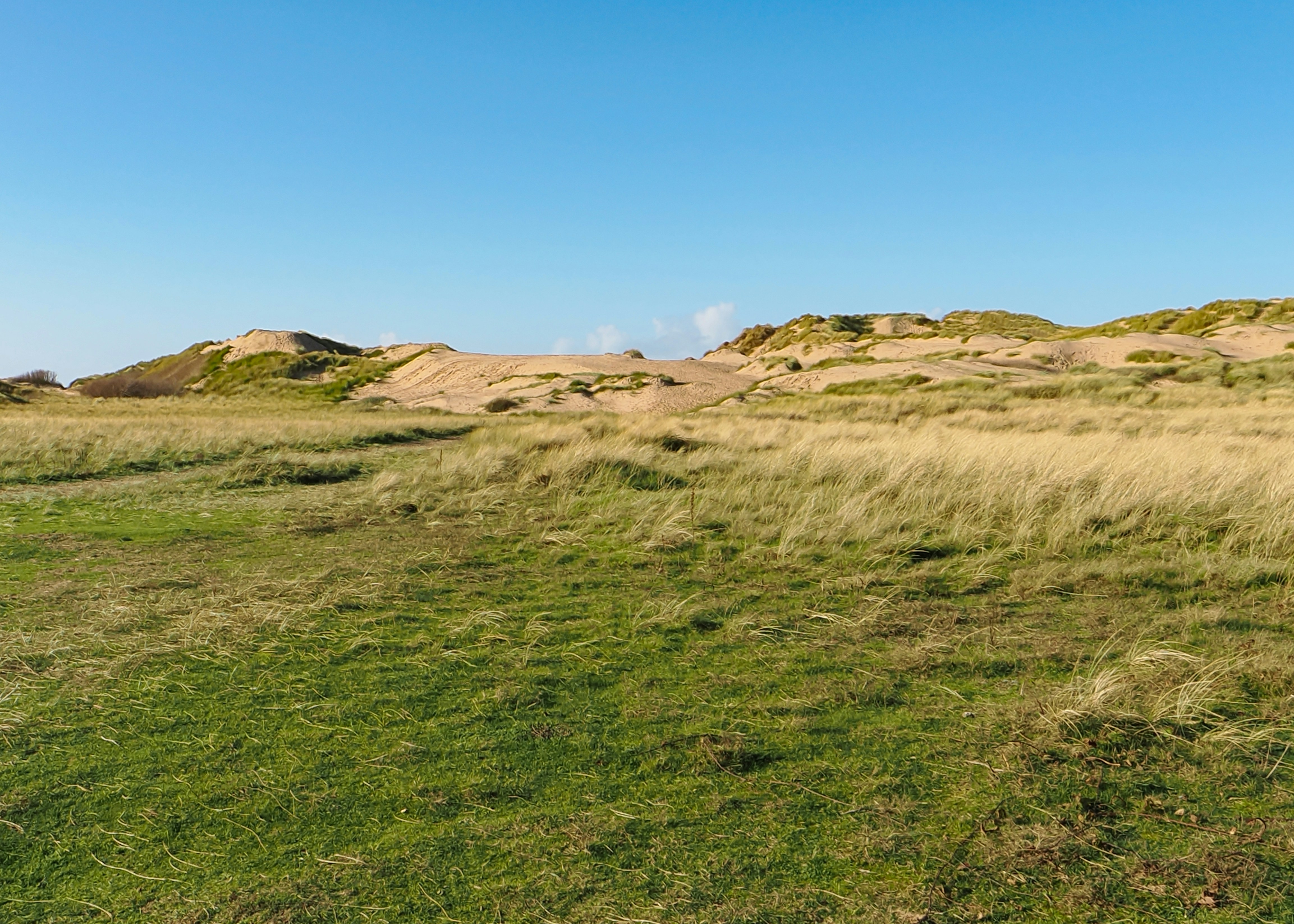Grassy dunes under a clear blue sky 풍경 사진