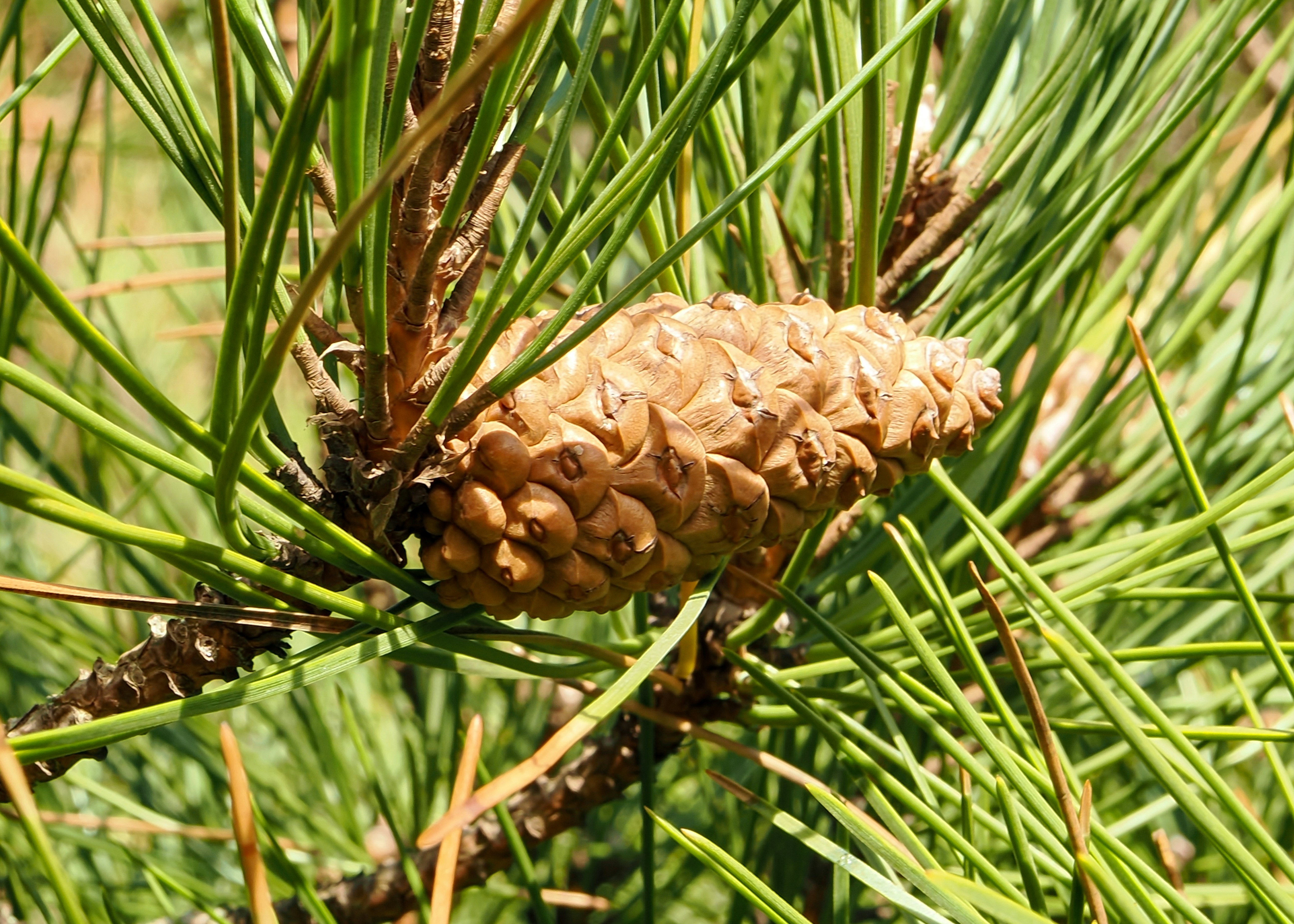 A close-up of a pine cone on a pine tree.