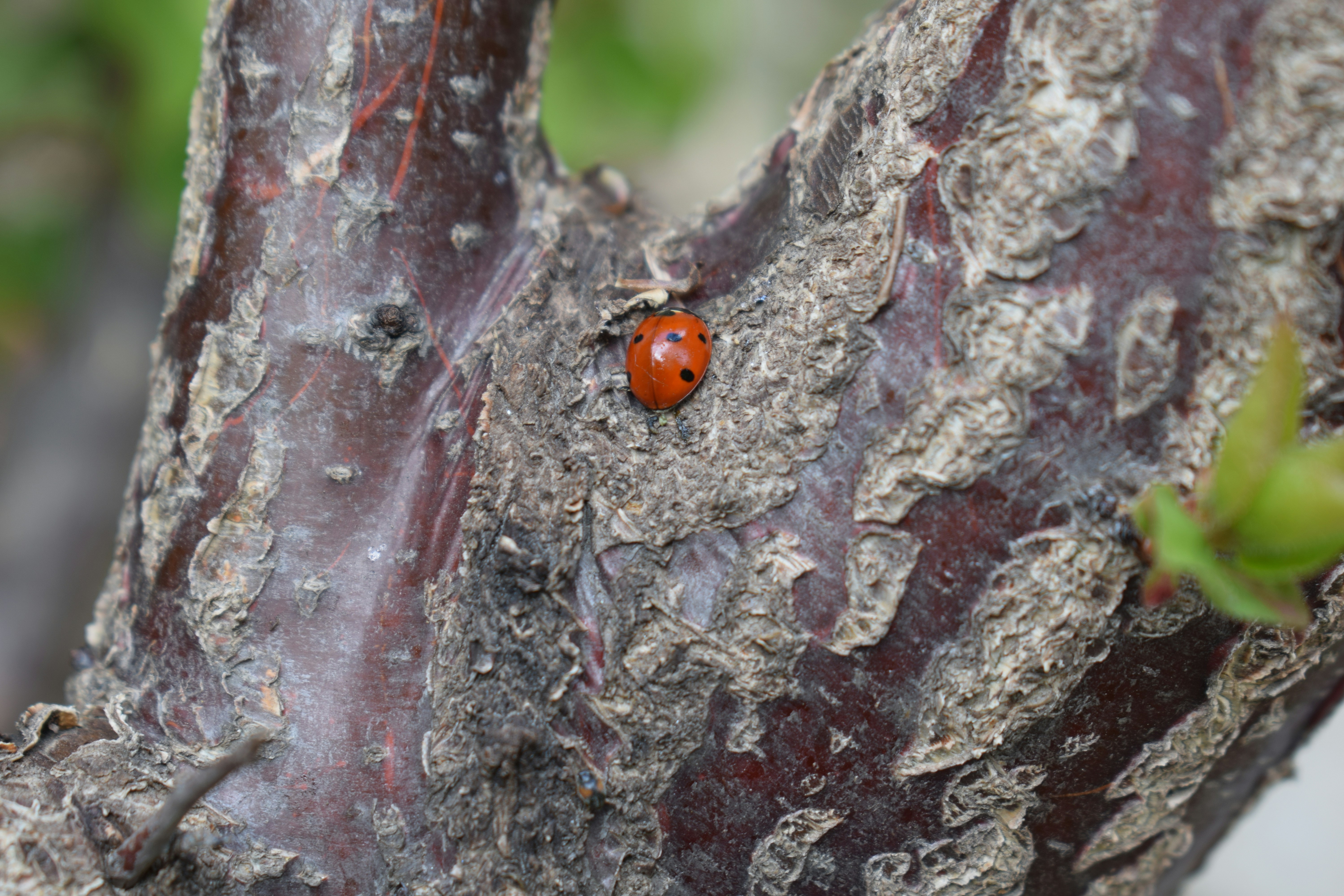 Una mariquita descansa sobre una rama texturizada de árbol.