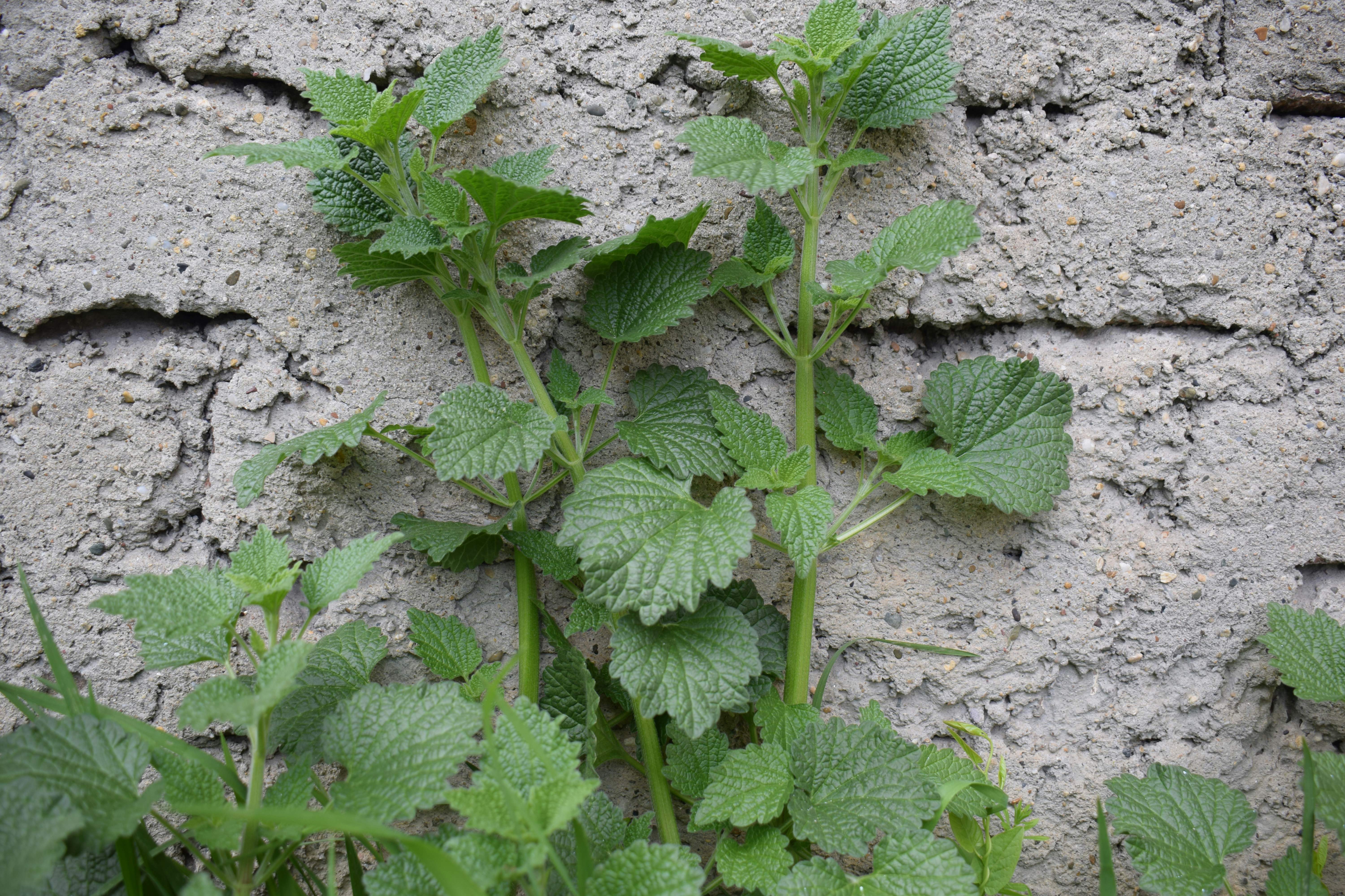 Plantas verdes creciendo sobre un muro de hormigón texturizado.