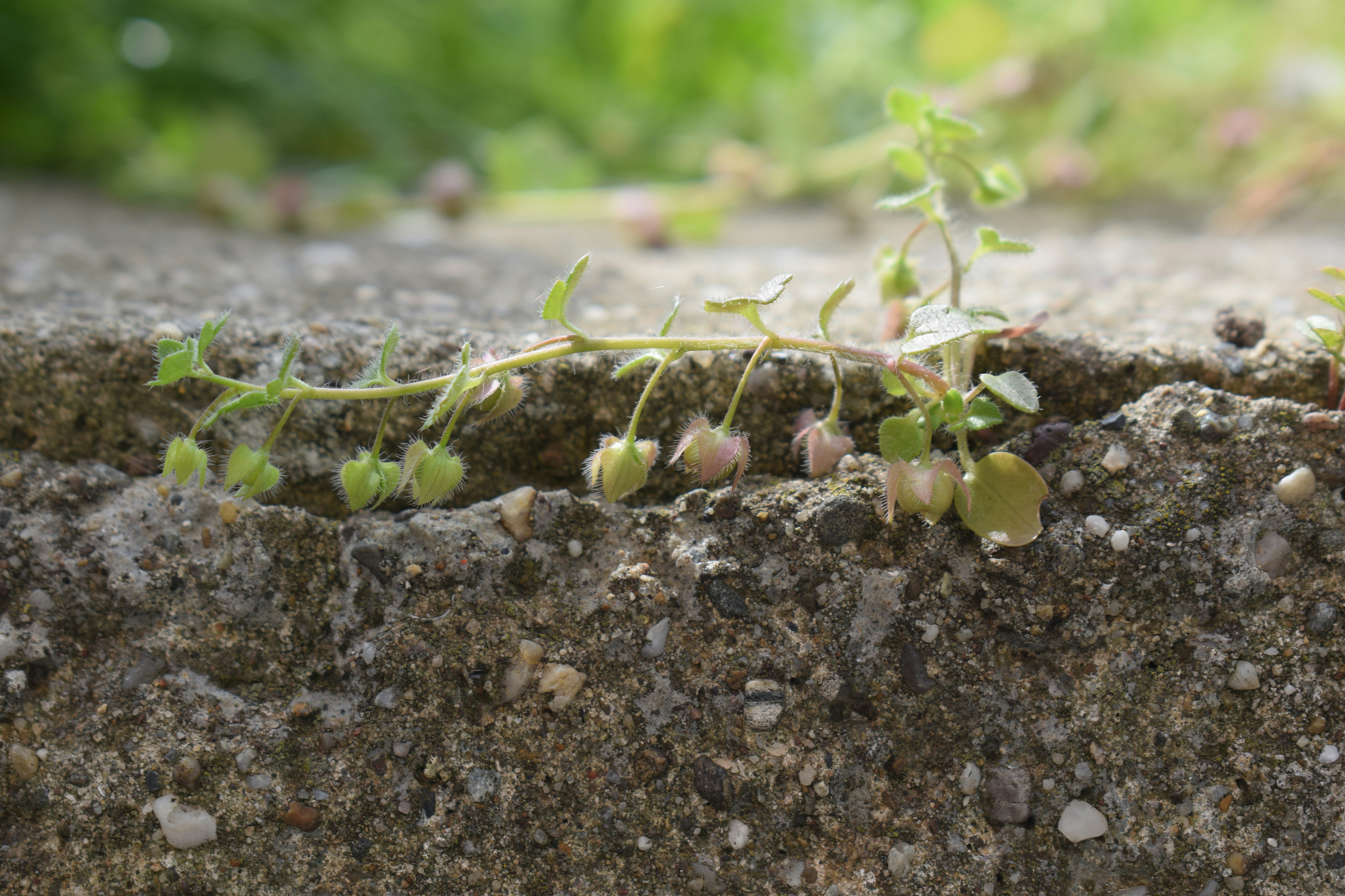 Pequeñas plantas verdes creciendo en una grieta de hormigón.