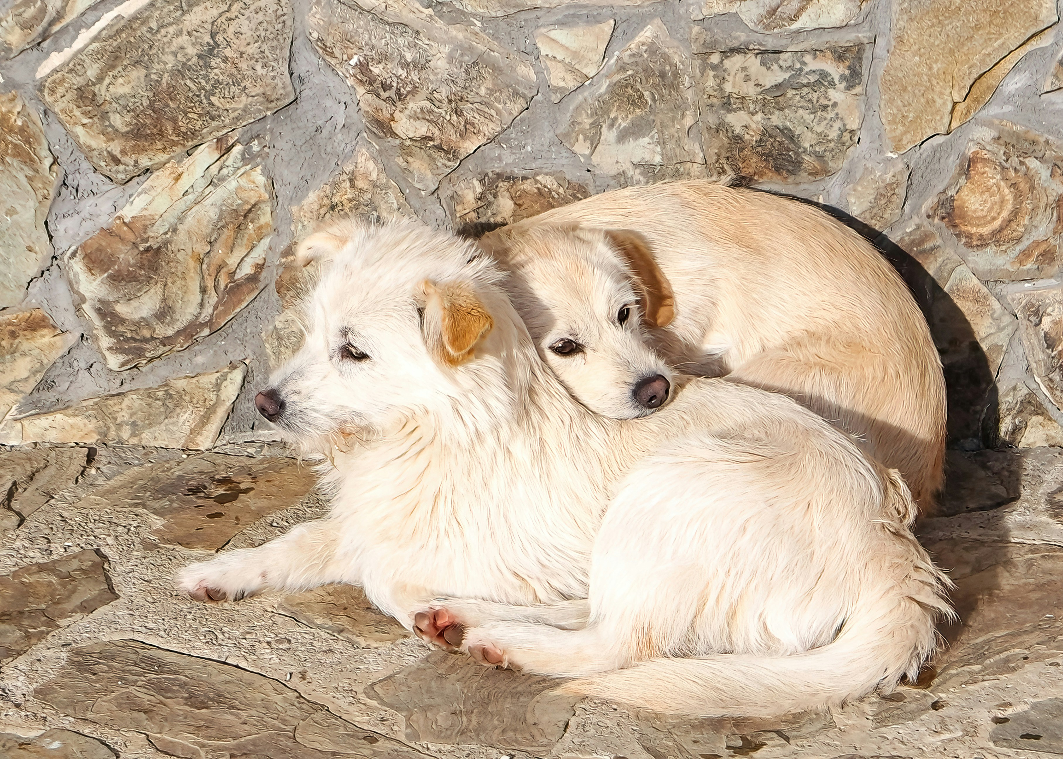 Two light-colored dogs resting together outdoors.