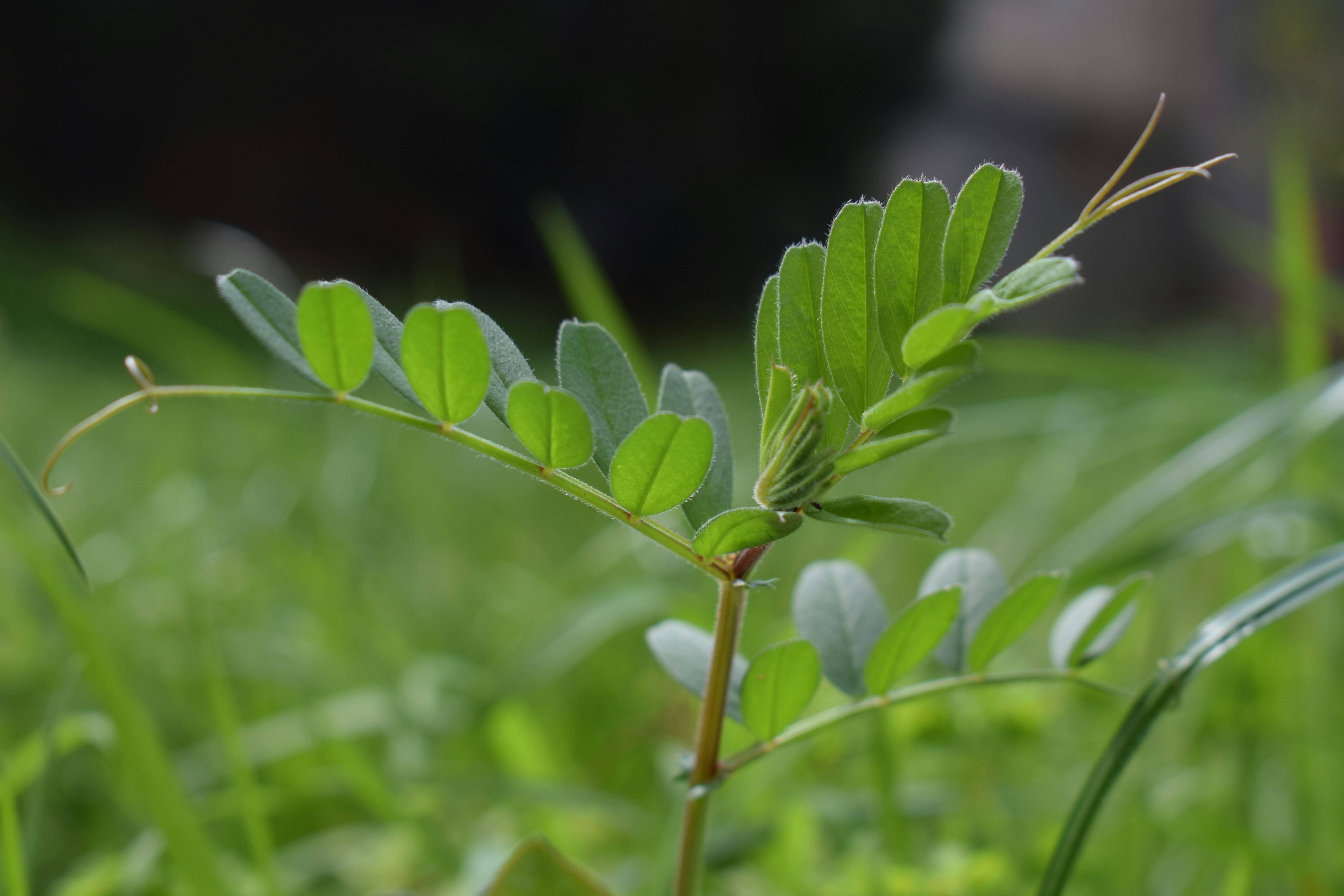 Una pequeña planta verde con hojas compuestas en la hierba