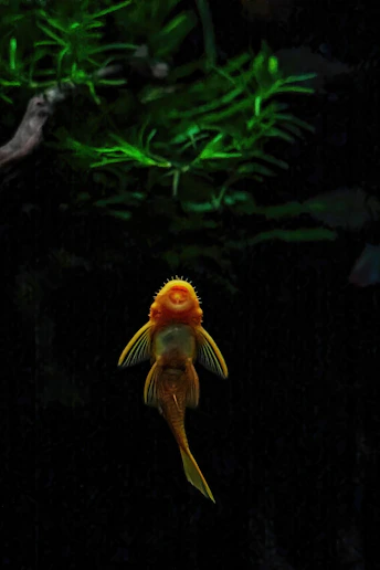 A golden plecostomus fish swims in dark water.