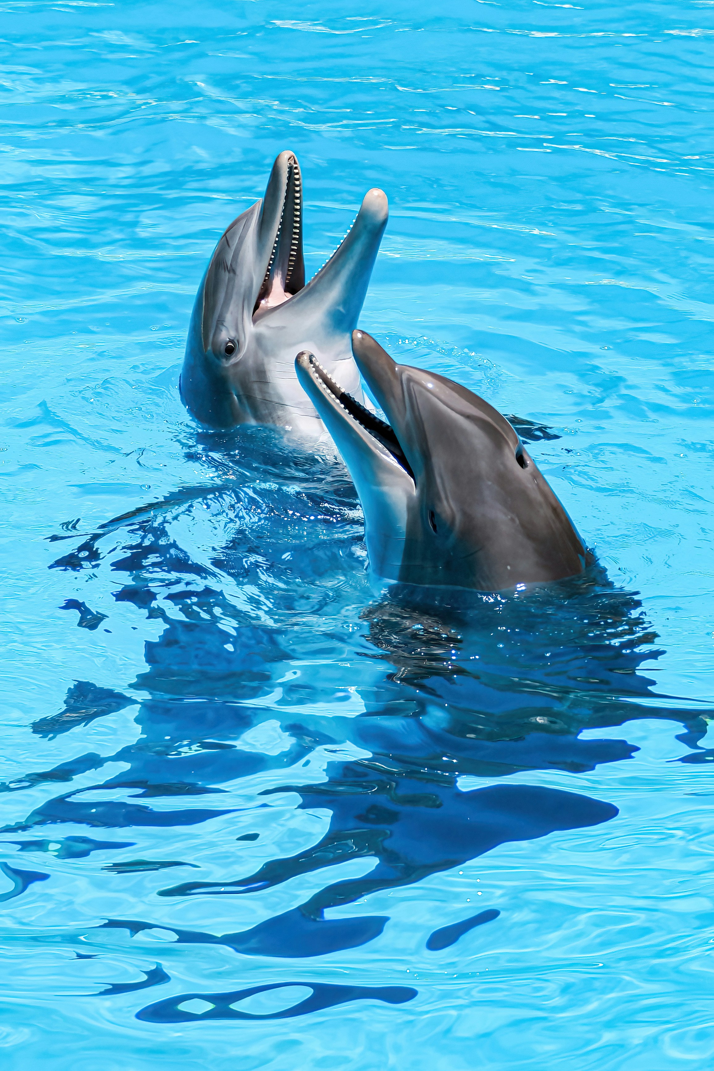 intelligent dolphin