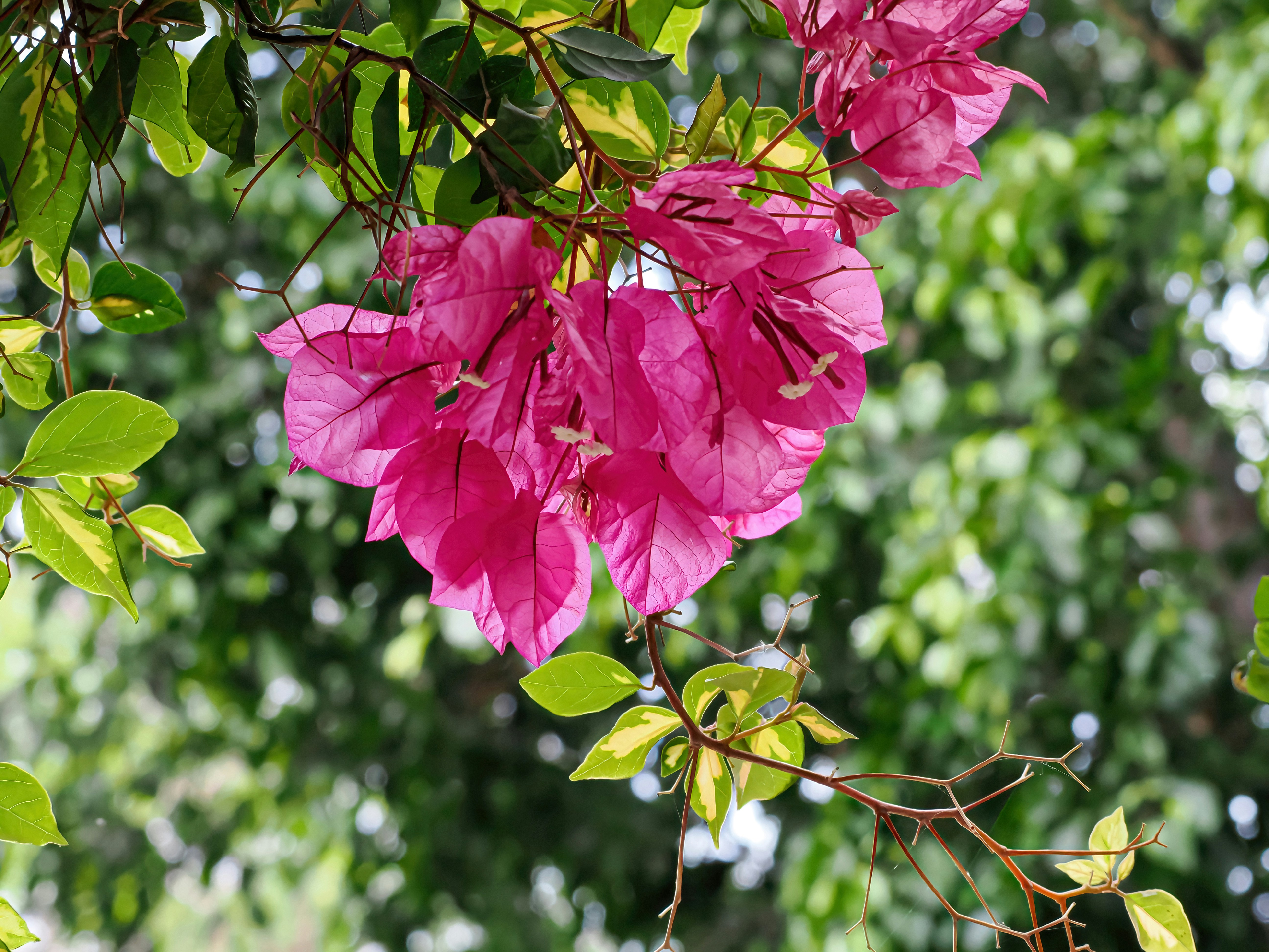 Vibrant pink bougainvillea flowers bloom on a branch - Free Photo on ...