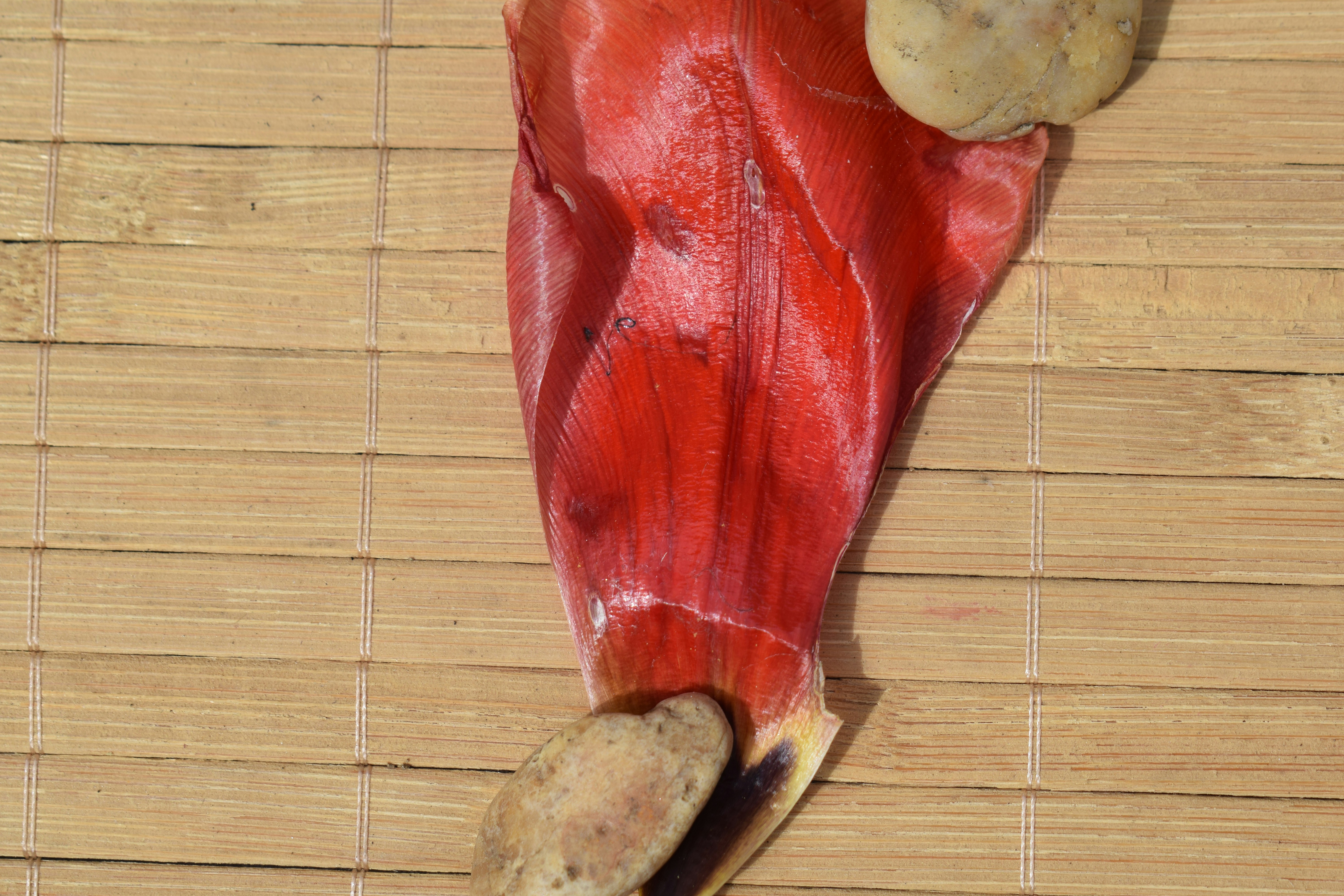 Parte roja de planta con vainas color beige sobre estera de bambú