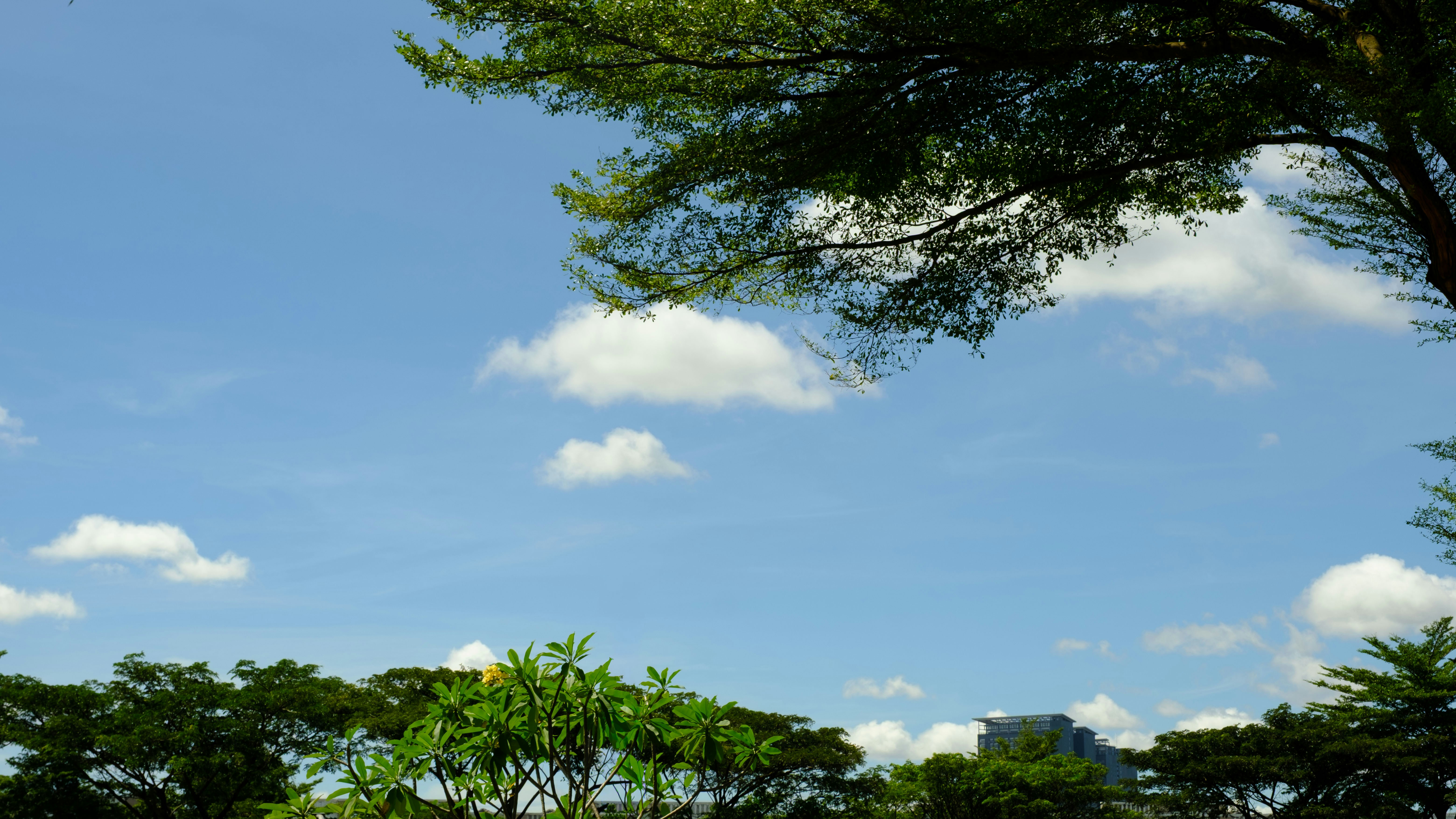 Langit biru dengan awan putih yang tersebar dan pepohonan hijau.