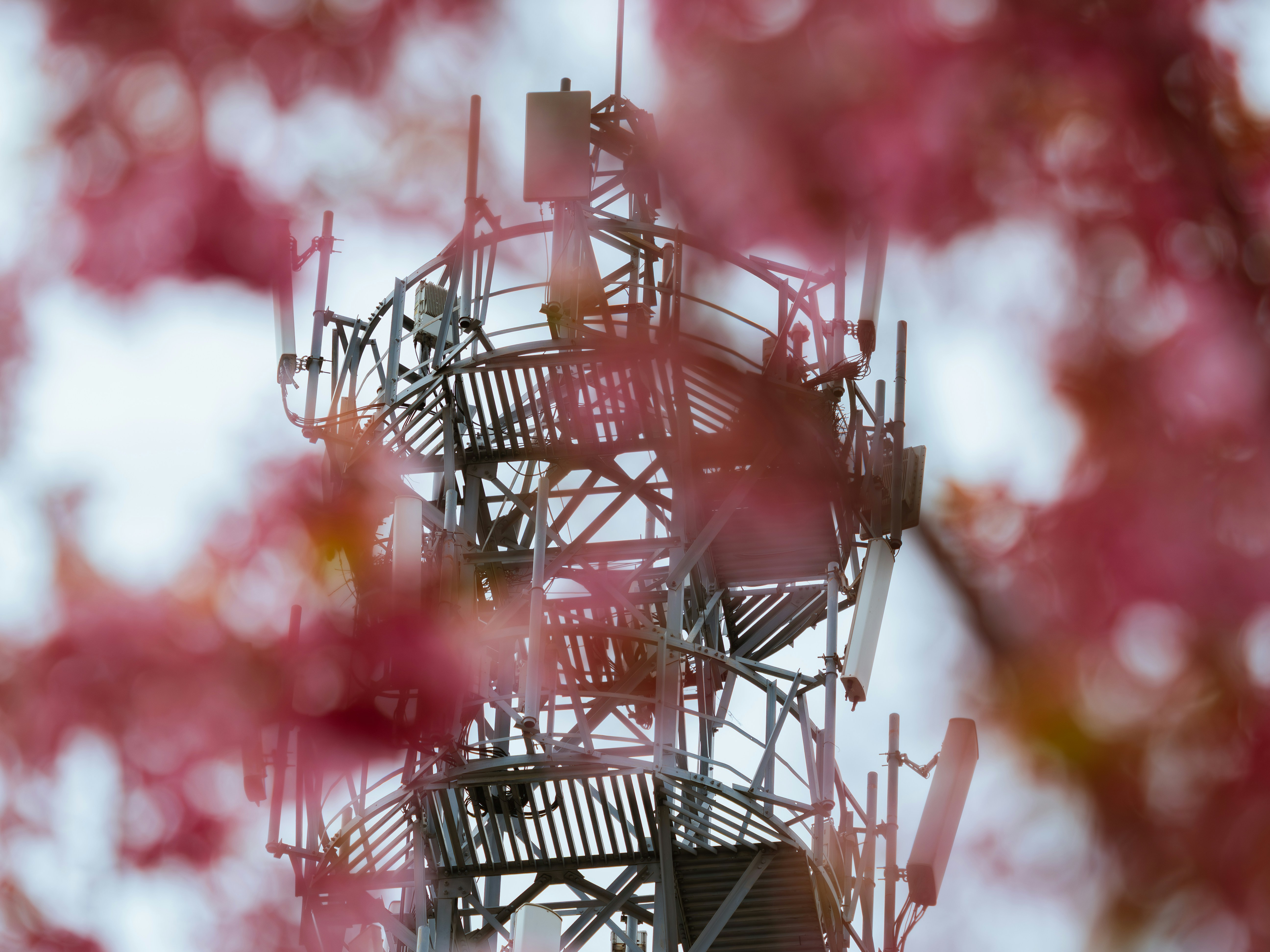 AI 투자 확대가 메모리 업계 성장을 견인하다 - Cell tower seen through pink blossoms