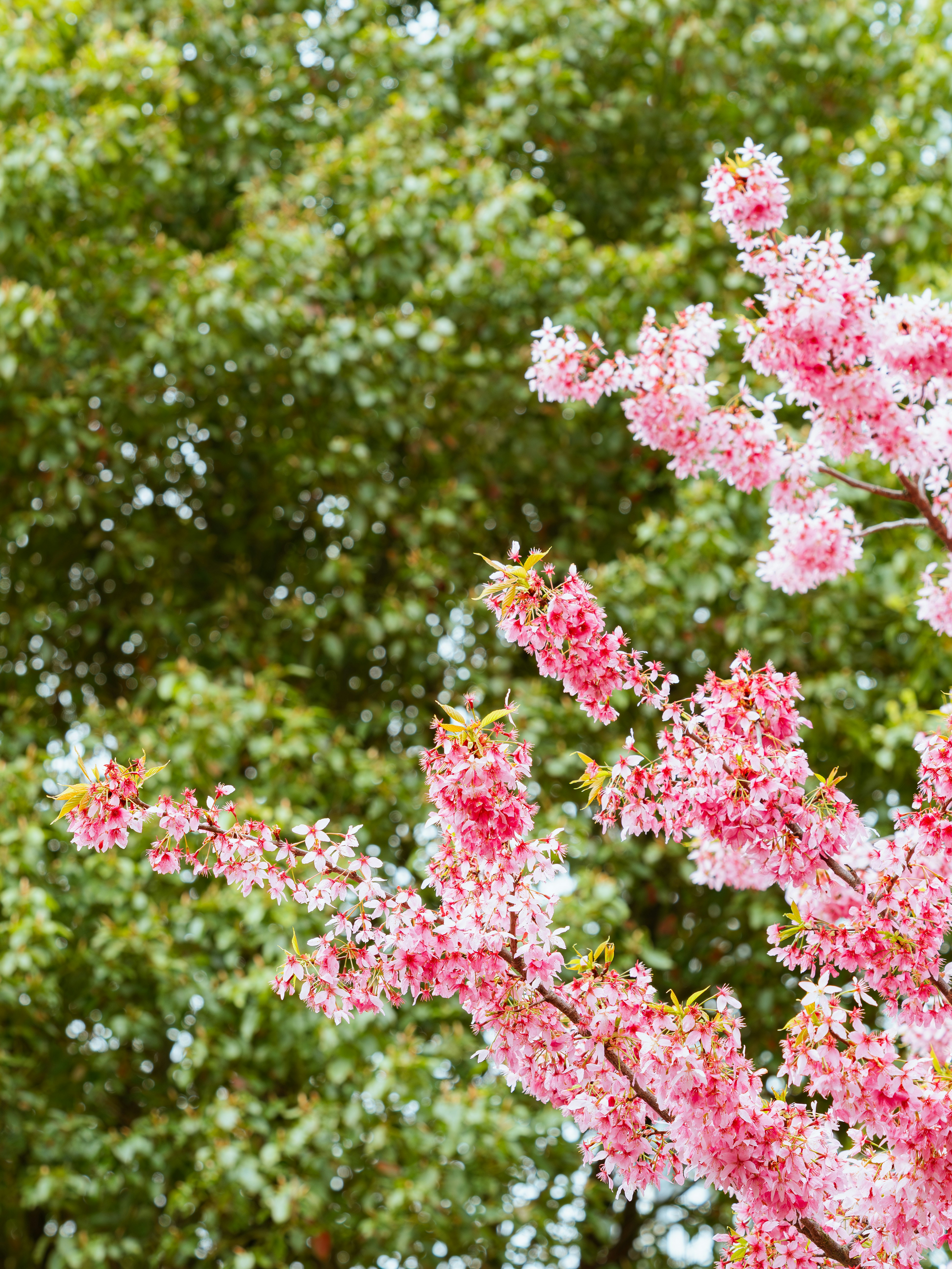 Pink cherry blossoms bloom against green foliage - Free Photo on Unsplash