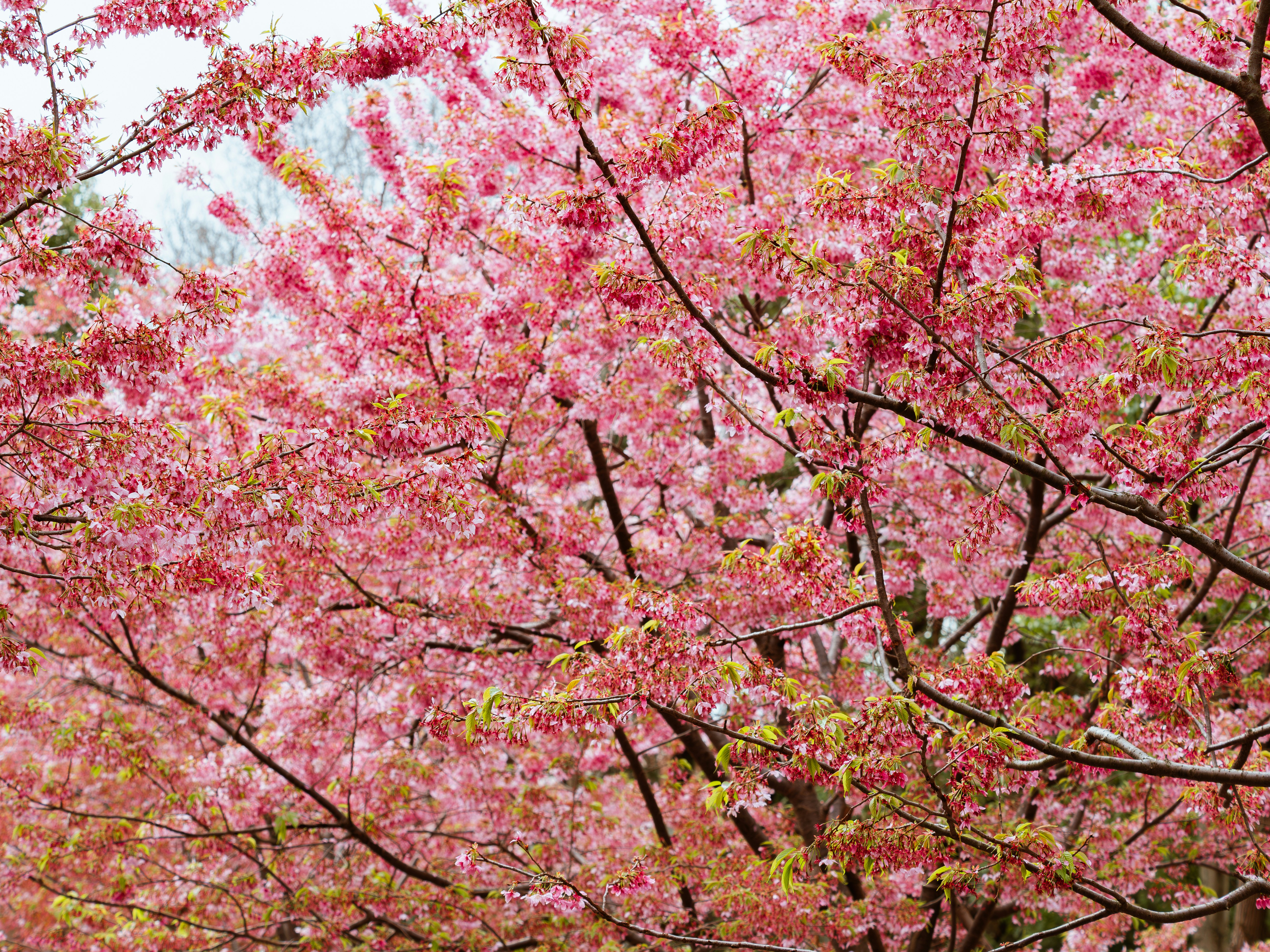 A close-up of a tree covered in delicate pink blossoms. photo – Free ...