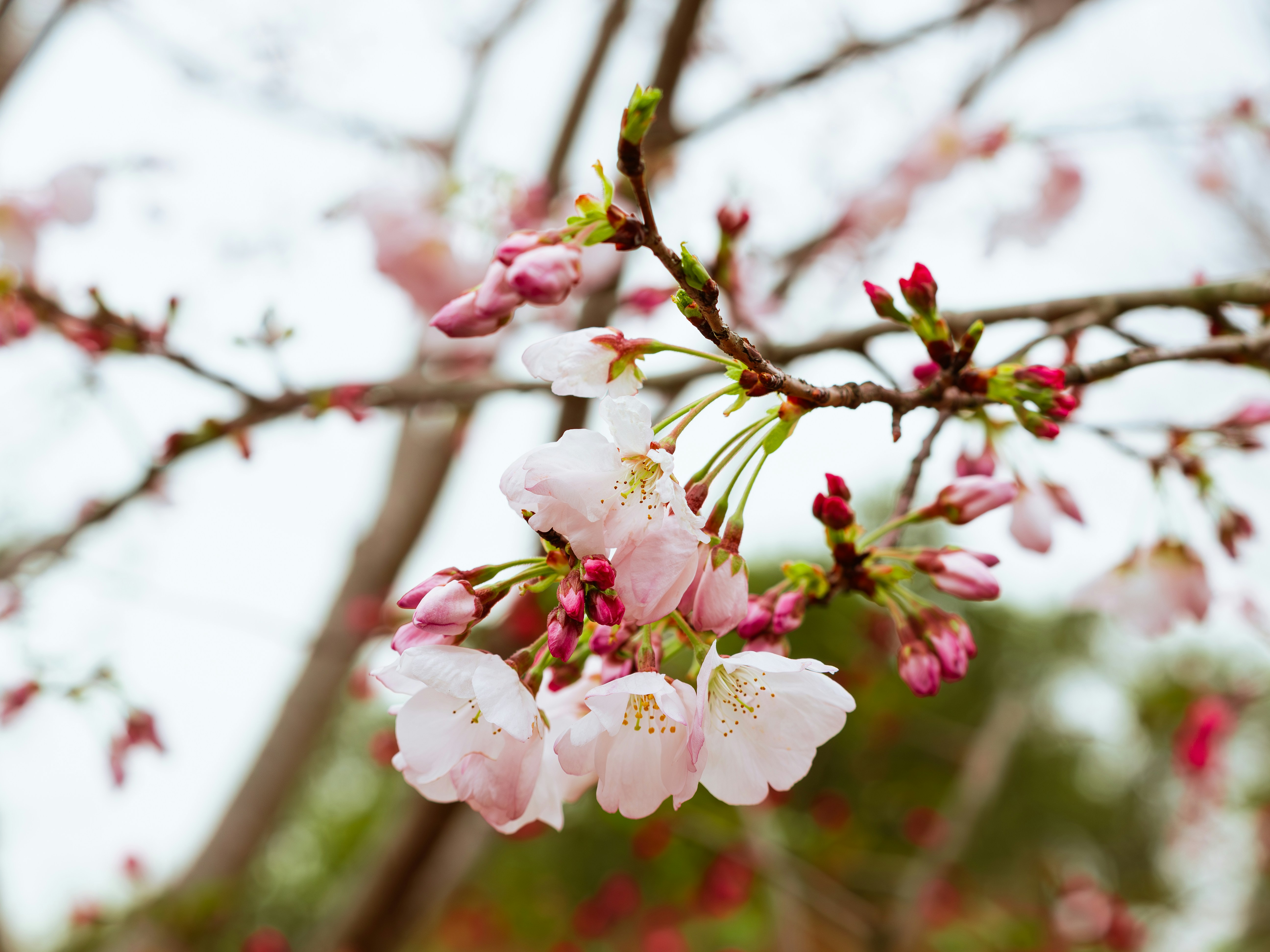 Delicate pink cherry blossoms bloom on a tree branch.