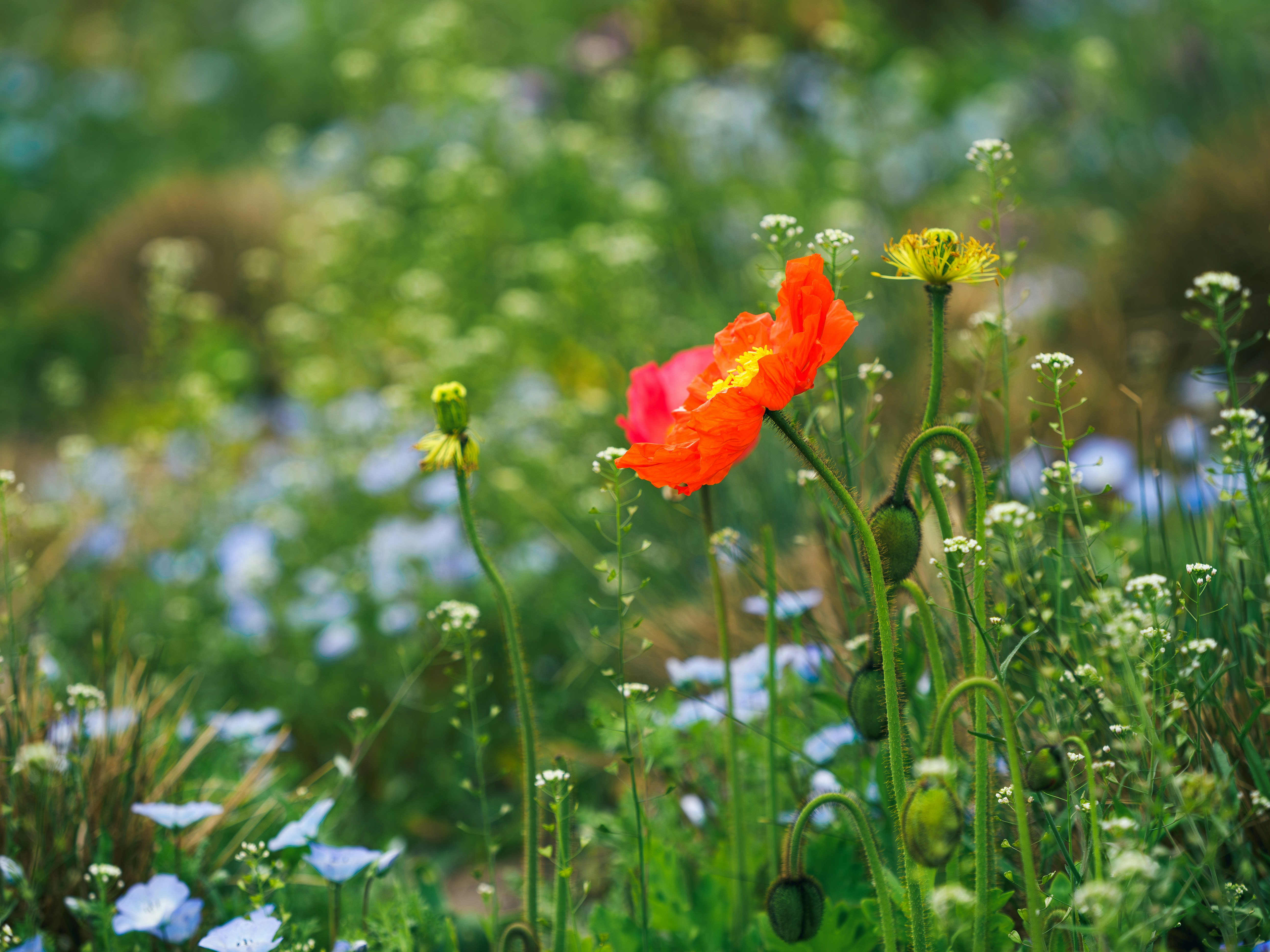 A single red poppy blooms in a field of wildflowers.