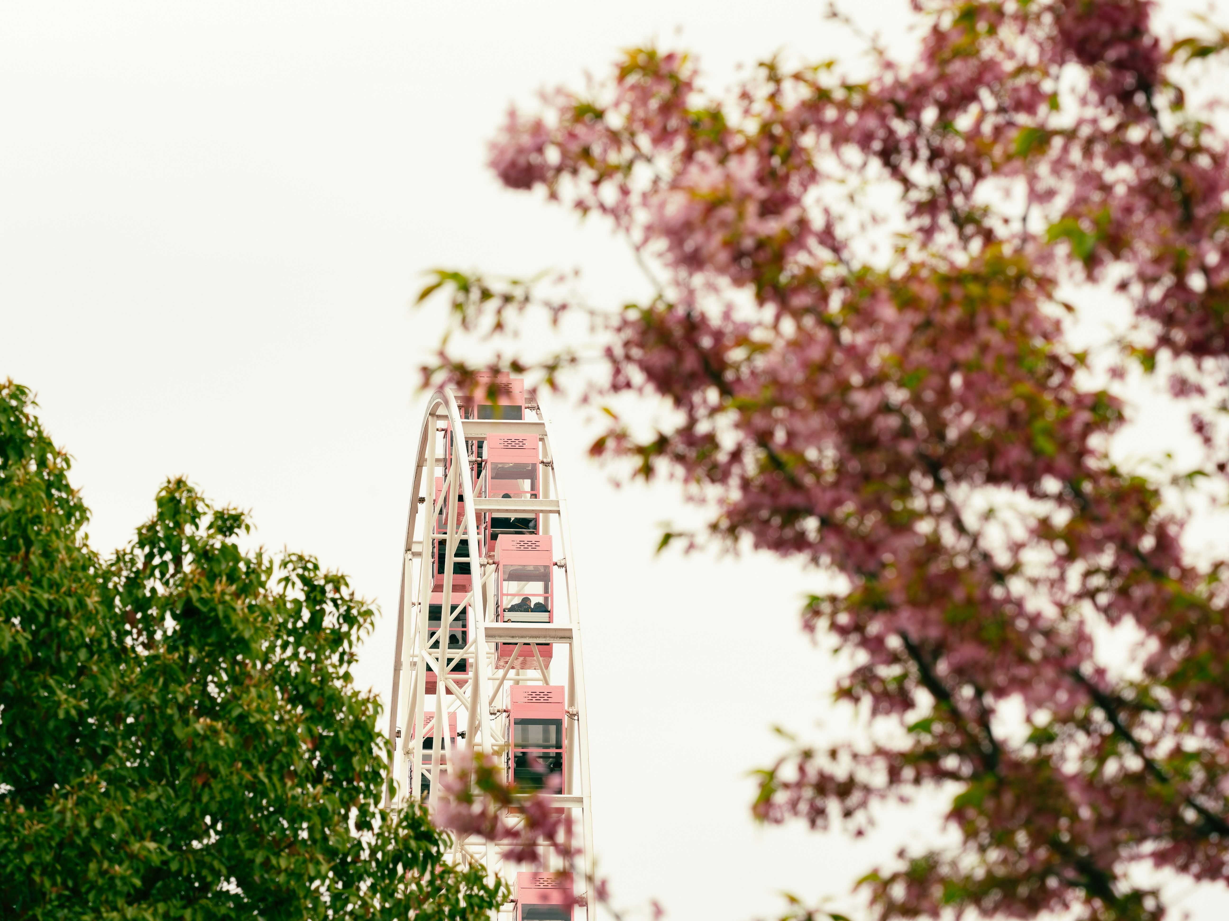 Ferris wheel seen through blooming cherry blossoms