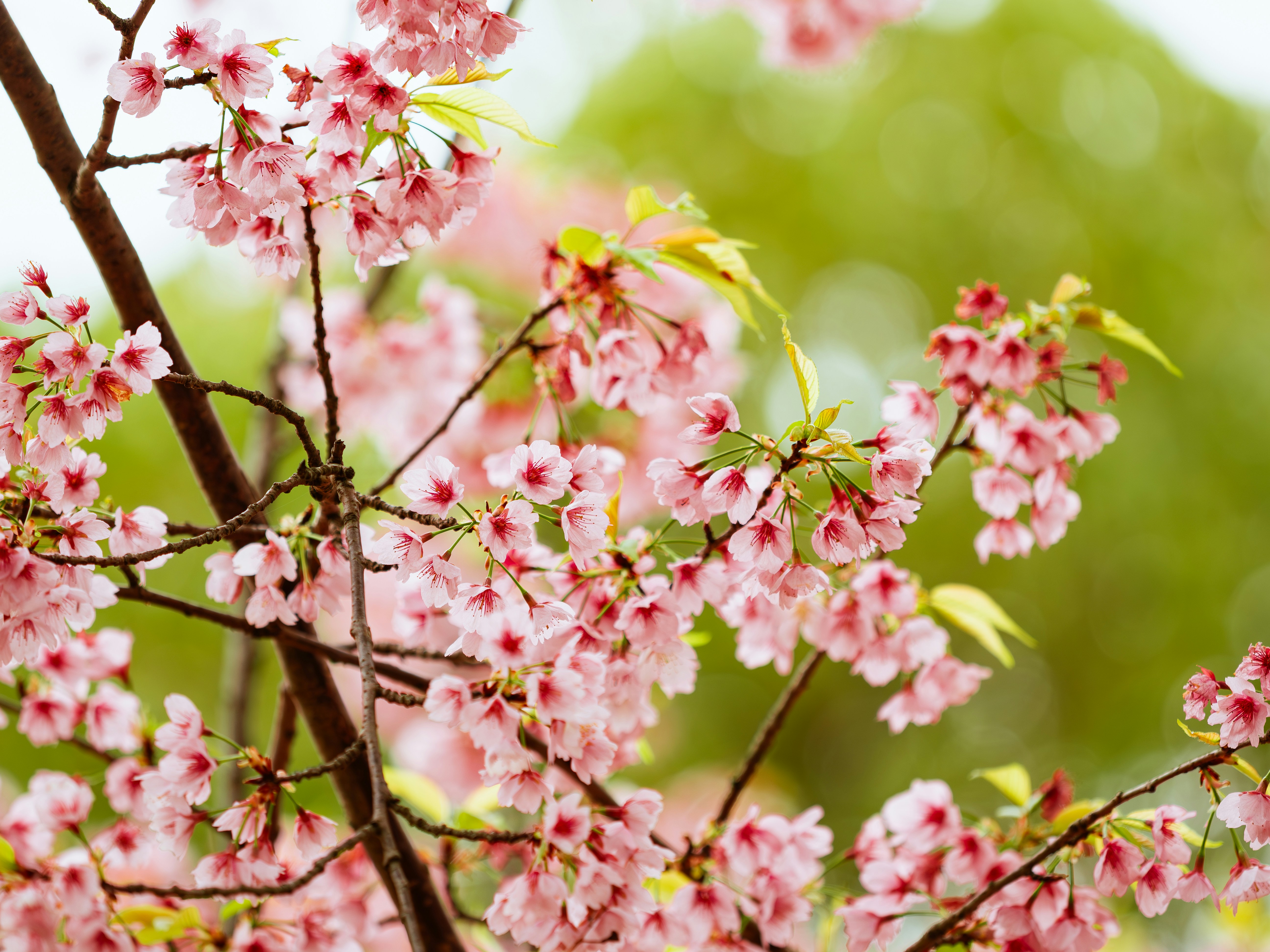 Delicate pink cherry blossoms on a tree branch.
