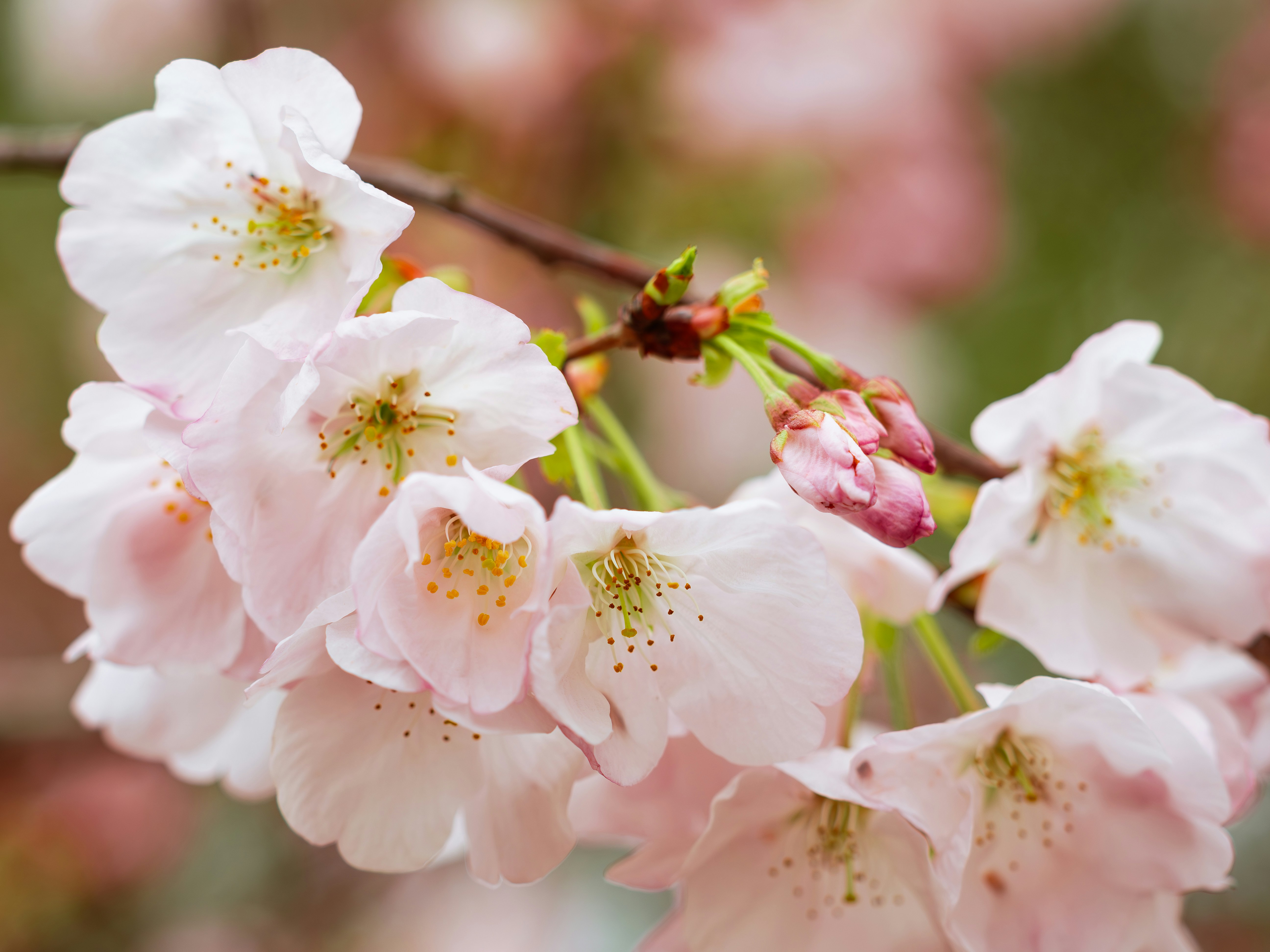 Delicate pink cherry blossoms on a tree branch.