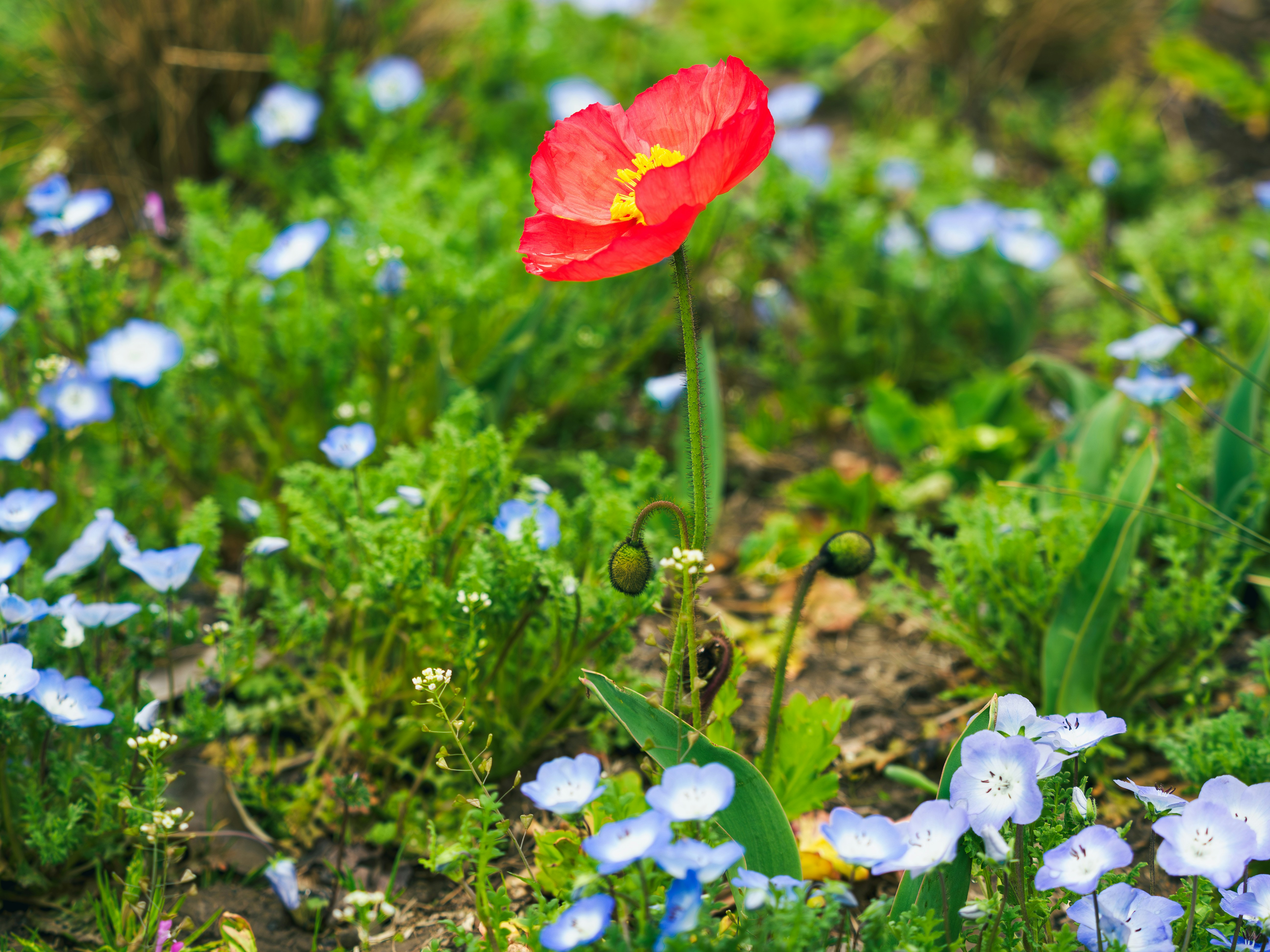 A single red poppy blooms among small blue flowers.