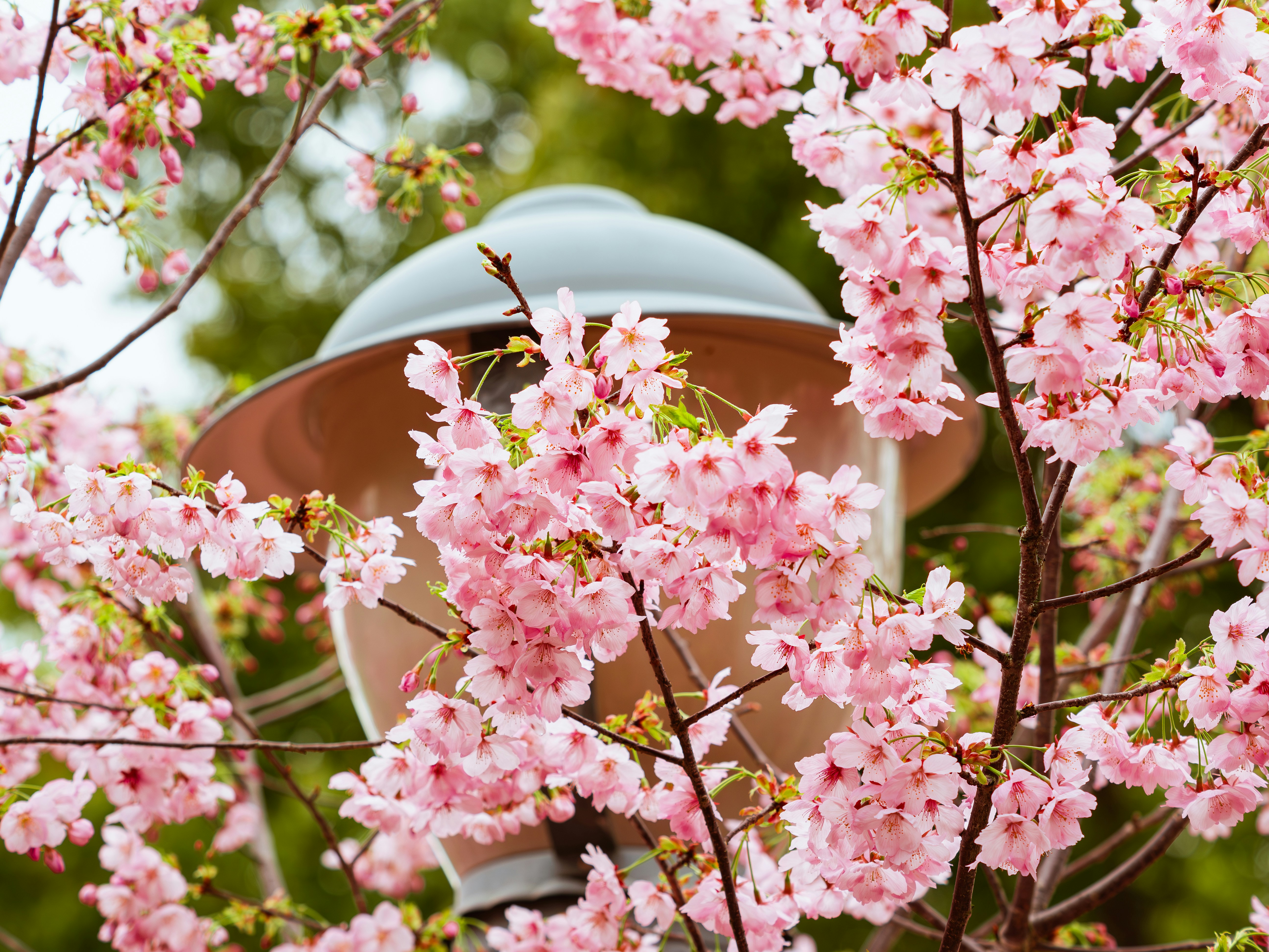 Pink cherry blossoms frame a street lamp.