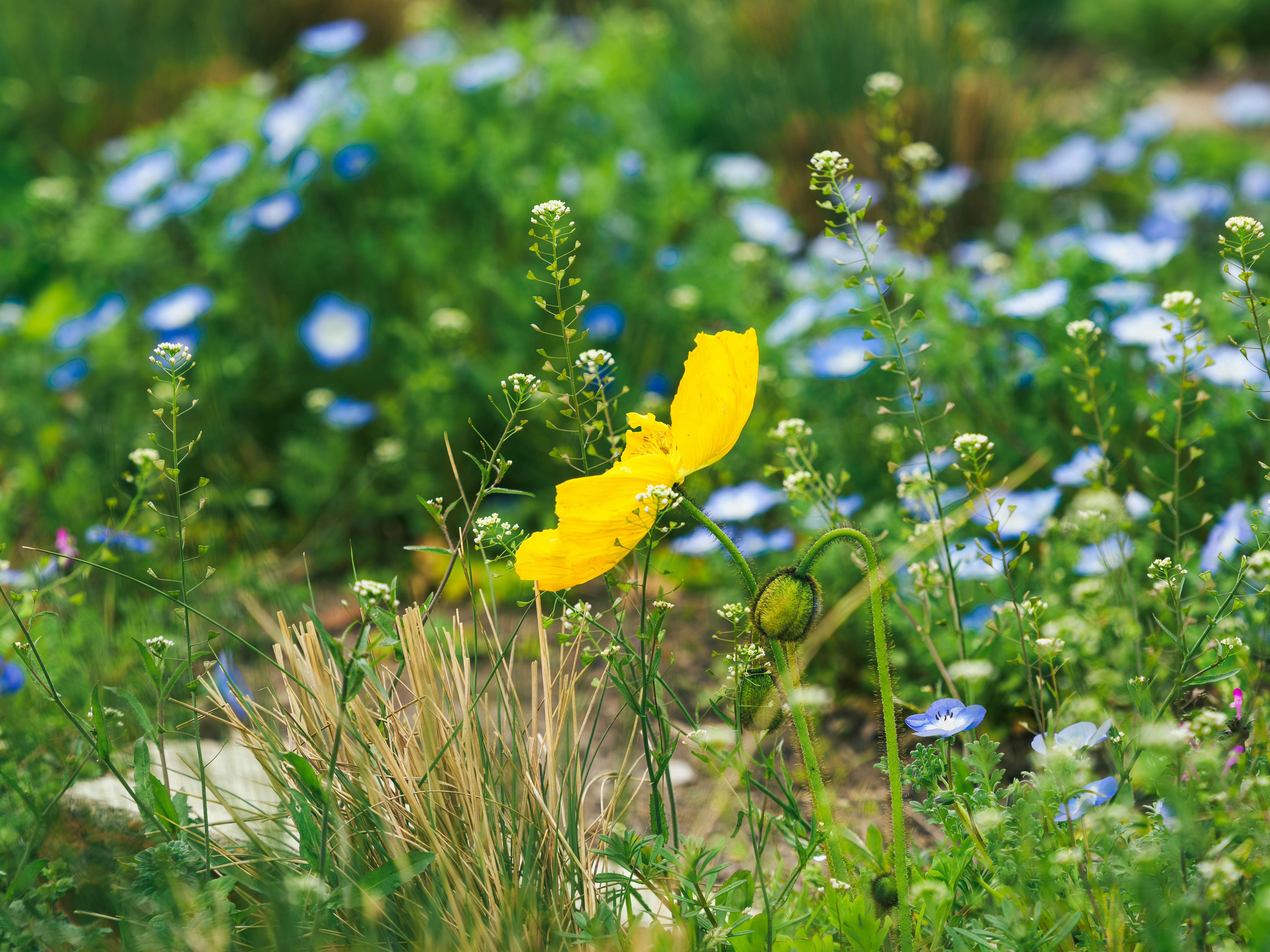 A single yellow poppy blooms among blue flowers.