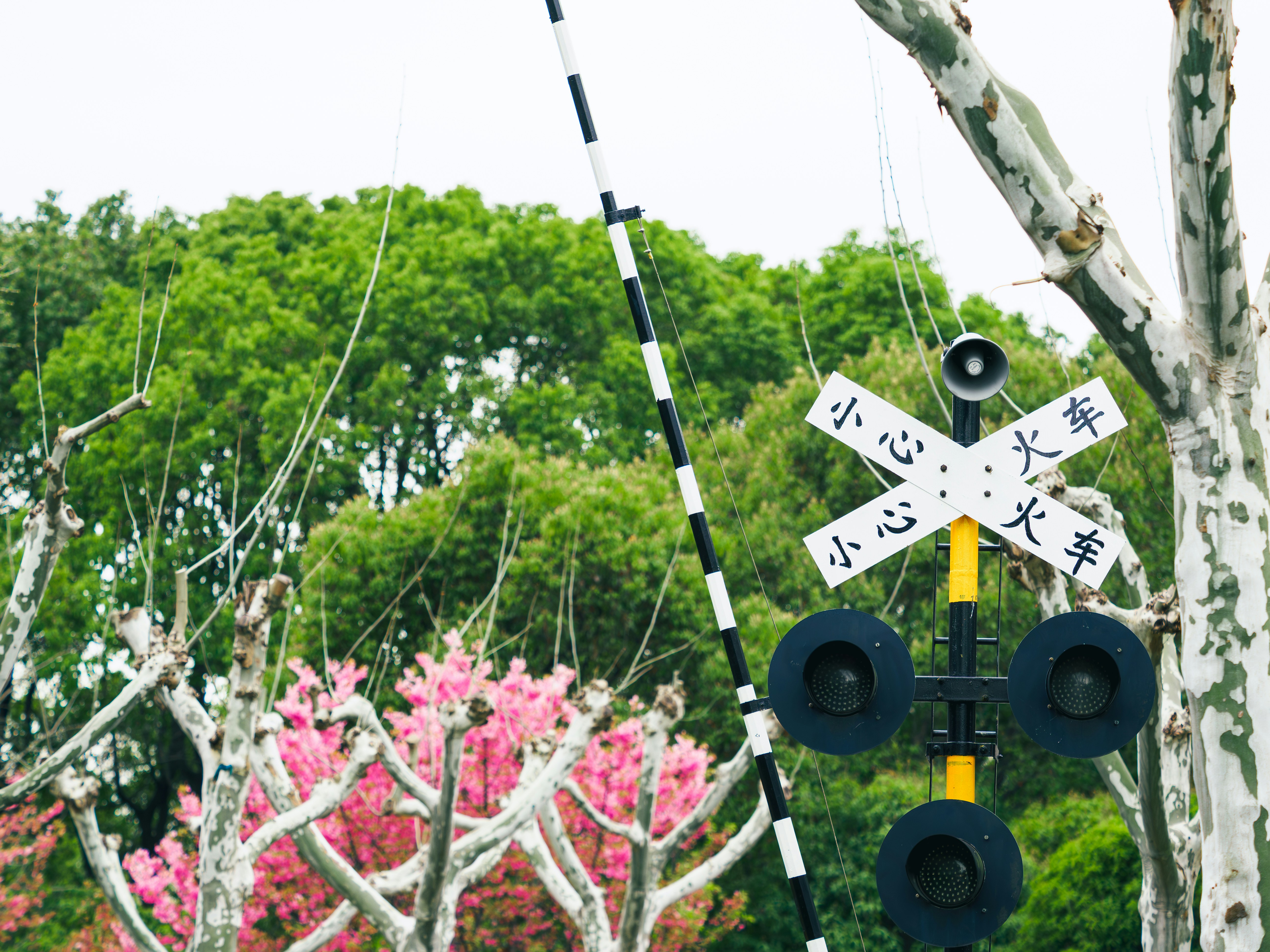 Railroad crossing signal with trees and pink blossoms.