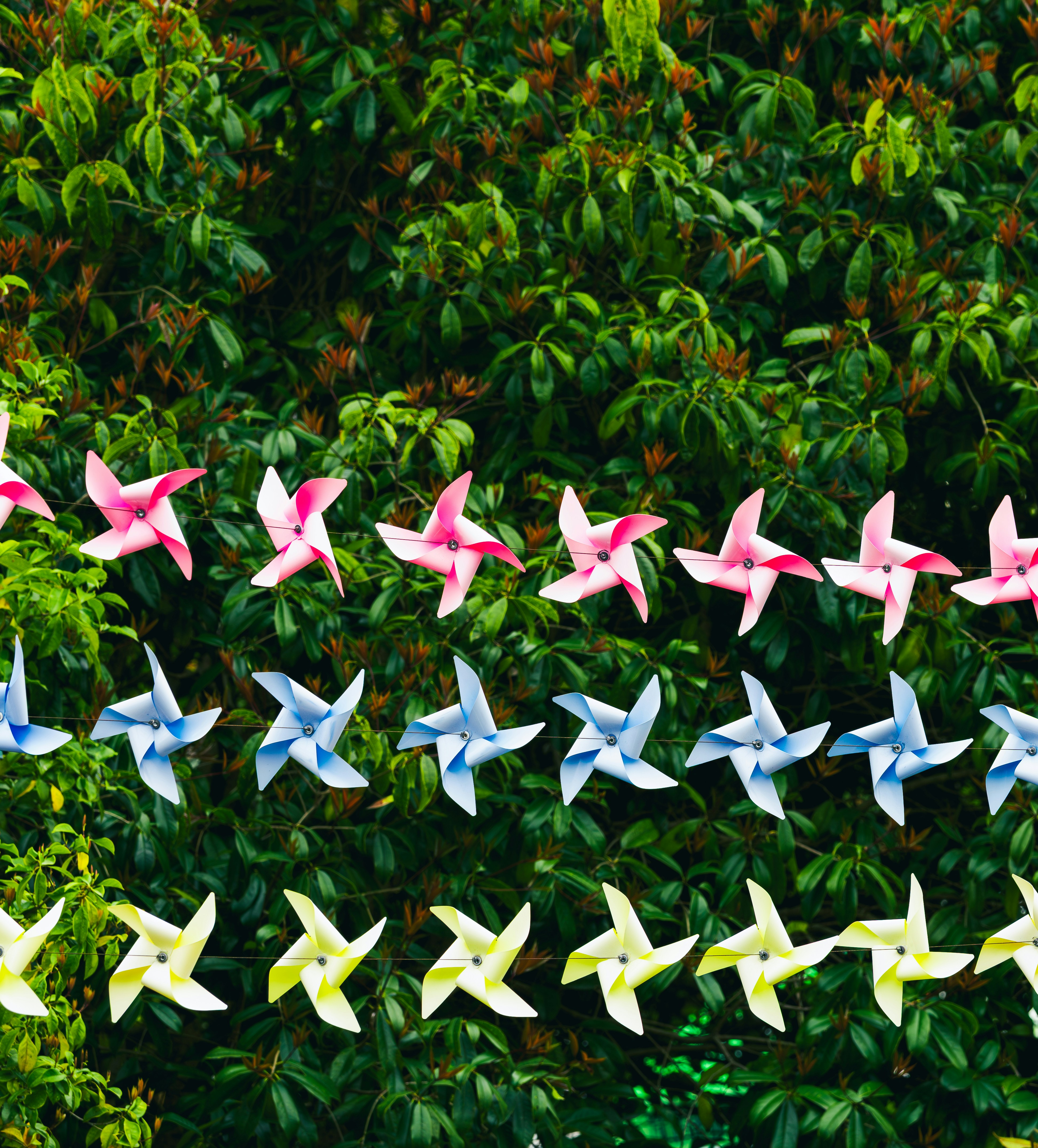 Colorful pinwheels strung against green foliage background