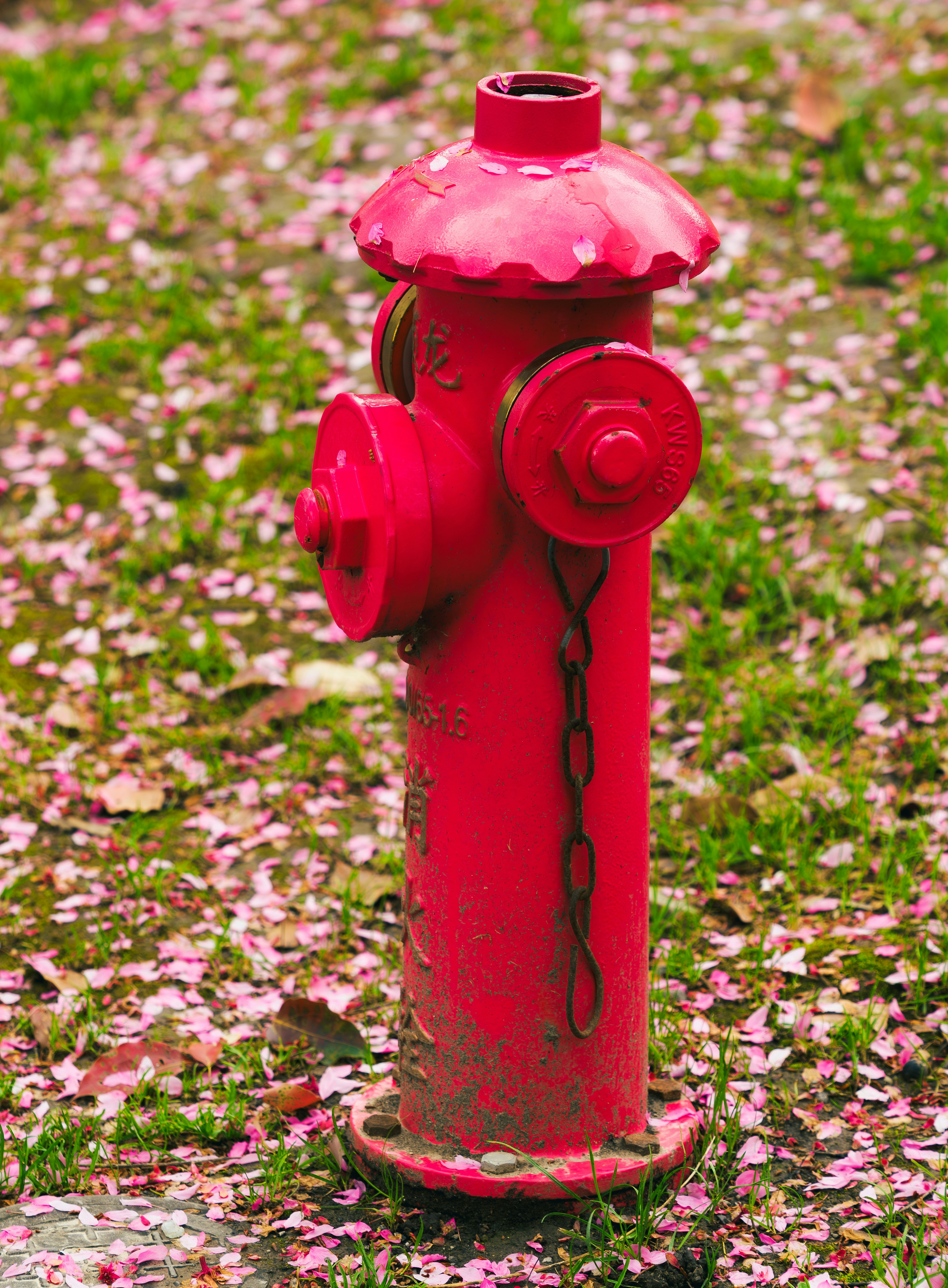 A red fire hydrant stands surrounded by fallen pink petals.